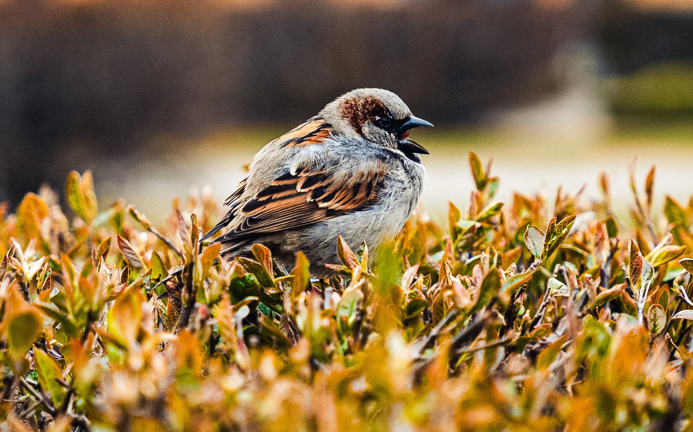 Jim Pettersen Media-06930.JPG