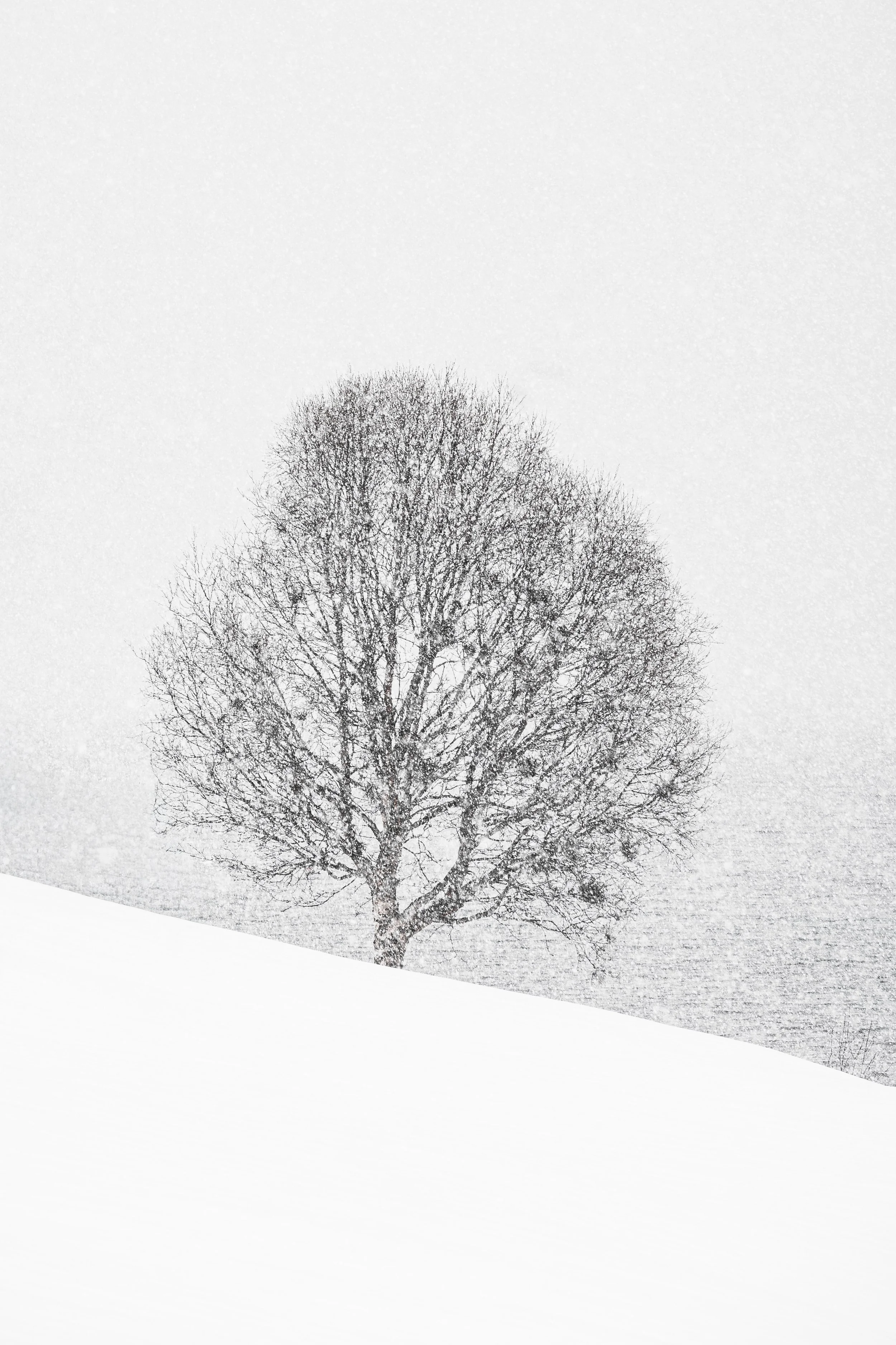 Jim Pettersen Media-05906.JPG