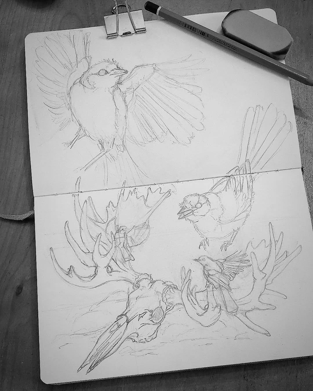 Working on something a bit more... morbid today (says the girl who drew a turtle skeleton strangled by roots 😅)

#scienceart #biology #moose #canadajay #ecology