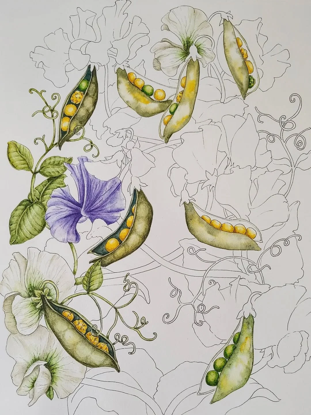 Working on a &quot;classics in biology&quot; series this month, what do you think? This is the first one -- Mendel's beloved peas 😊

Punnett squares anyone? 

#scienceart #biology #pisumsativum #sciart #botanicalart #botanicalillistration #scientifi