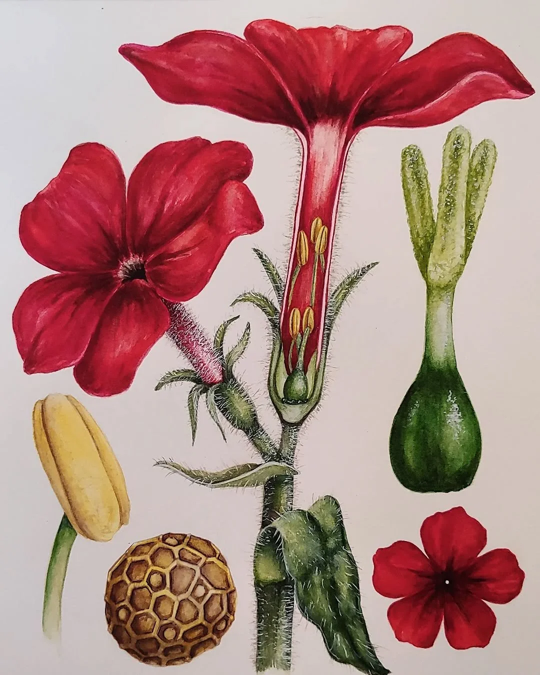 Phlox drummondii is one of those classic study systems in evolutionary biology -- flower colour variation in this species is a great example of "reinforcement selection". Both P. drummondii and it's close relative P. cuspida normally produc