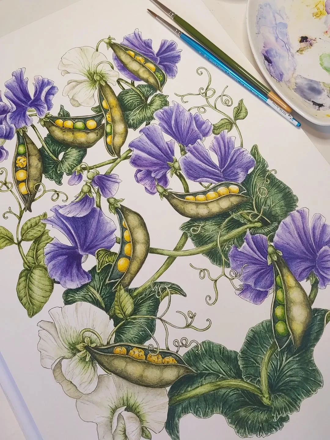 Just some finishing touches left 🌱🌱

Ah good old Mendelian inheritance, probably the first thing everyone learns in highschool intro to genetics. Gregor Mendel was an Austrian monk in the mid-1800s who used his experiments with the common garden pe