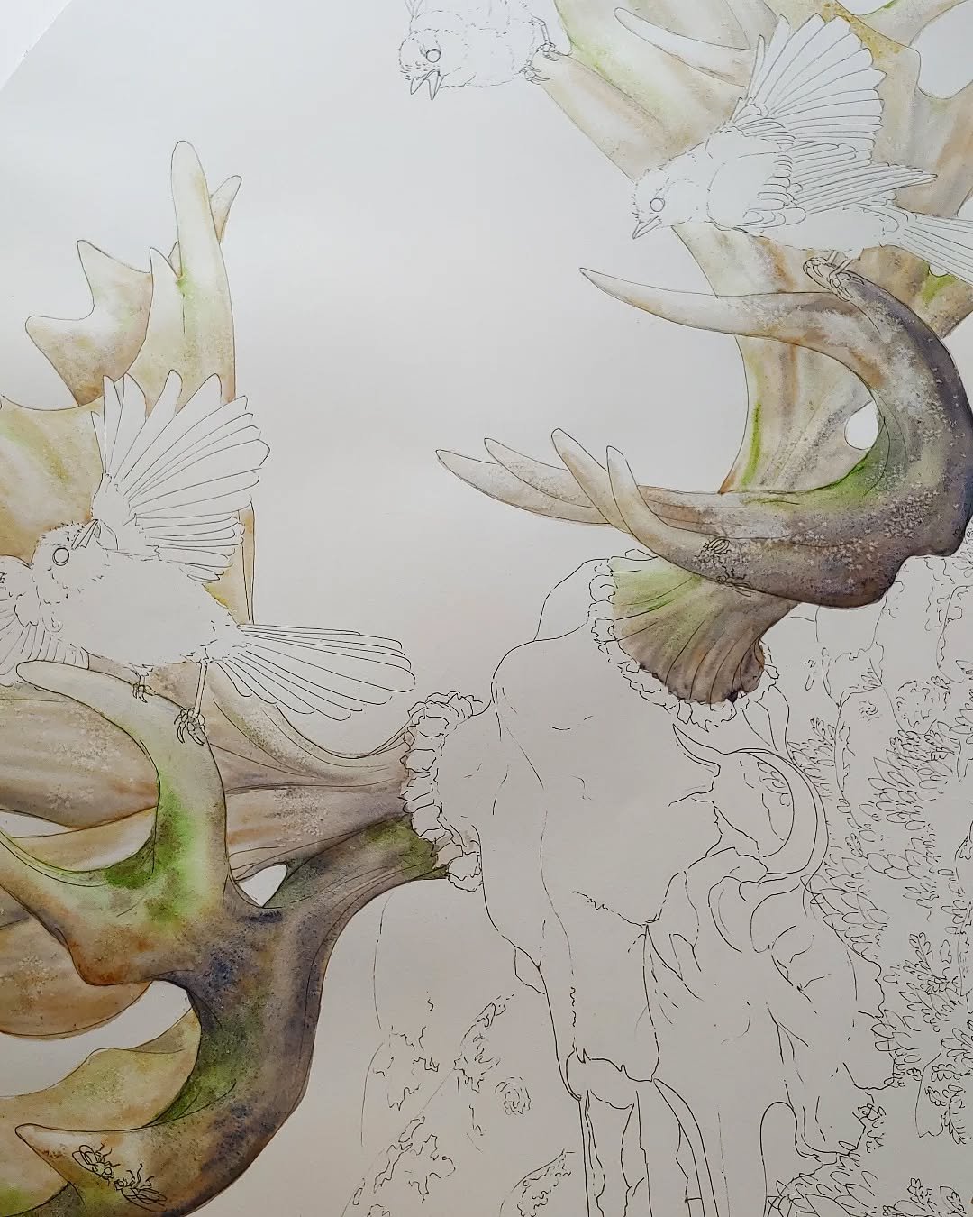 The first layer is always magical. Can you spot the tiny guys??

#scienceart #ecology #biology #scicomm #moose #canadajay #antlers #algonquinresearch