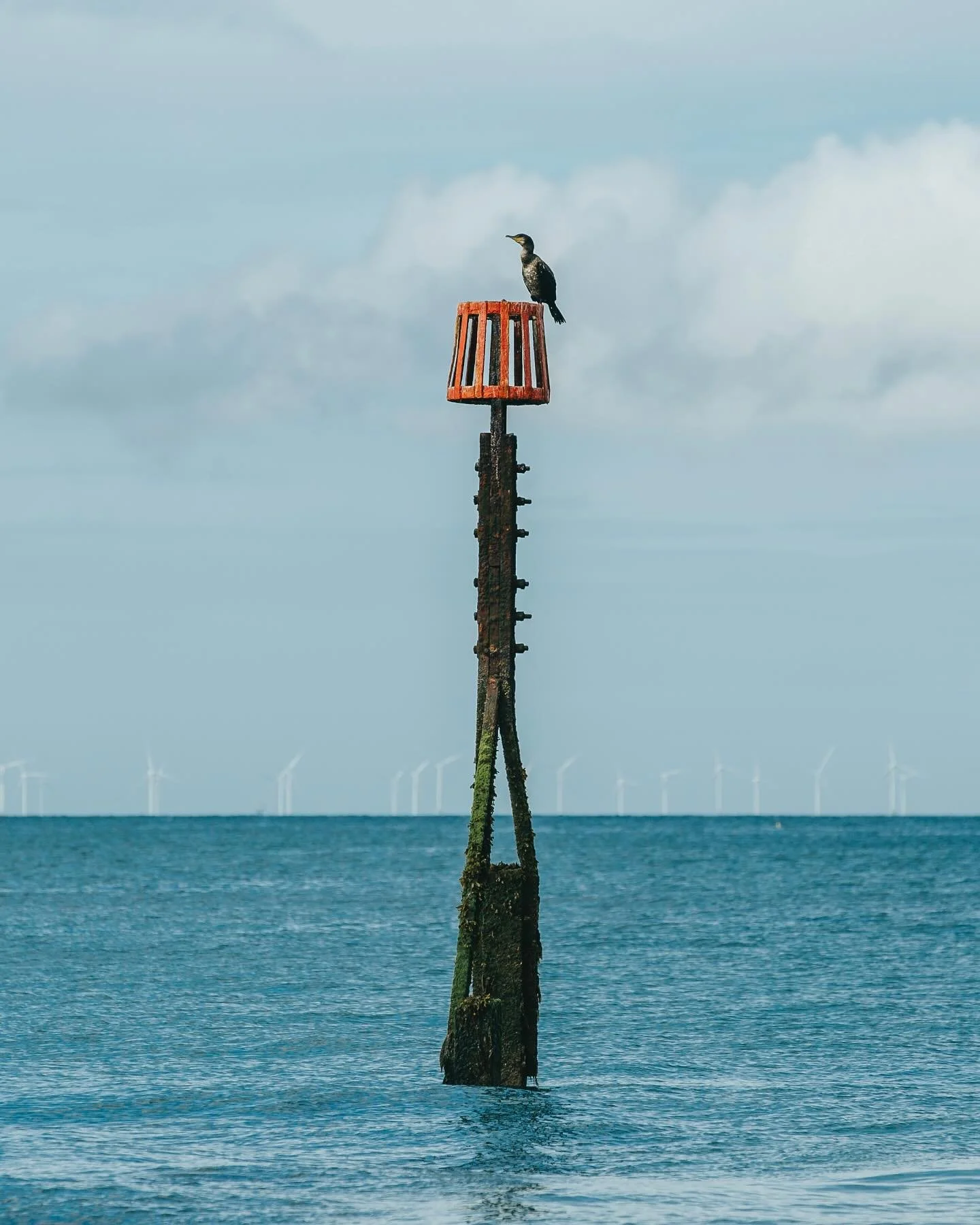 Just a cormorant hanging around, probably checking out its next dinner π #seabird #cormorant #wildlife #beachday #fishing