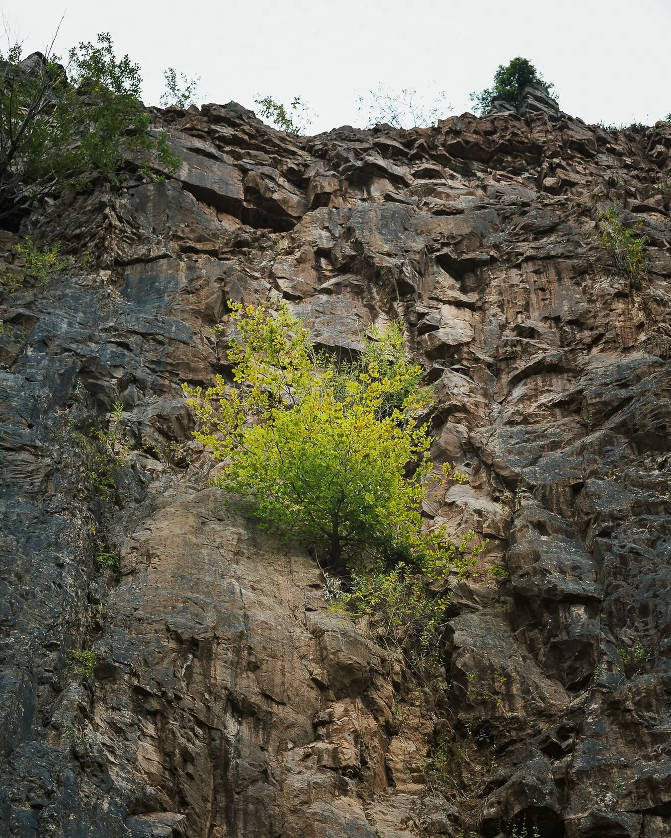 Found this tree trying its hardest to grow out from the wall to reach that precious sunlight. Won&rsquo;t find much today! 
#clifftree #climberlife #naturewillwin