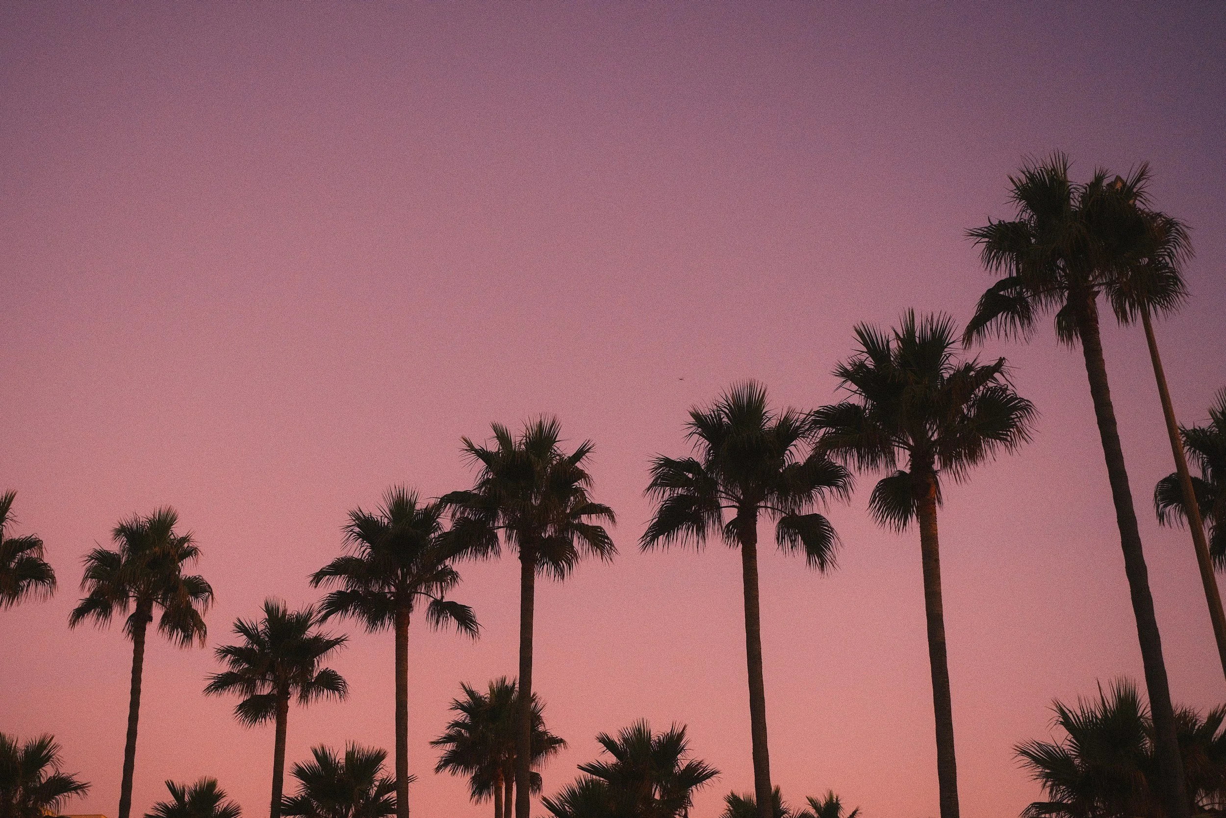 Silhouetted palm trees against a pink and purple sunset sky.
