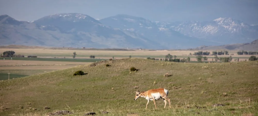 GVLT Reaches Milestone of 75,000 Acres Conserved in Southwest Montana