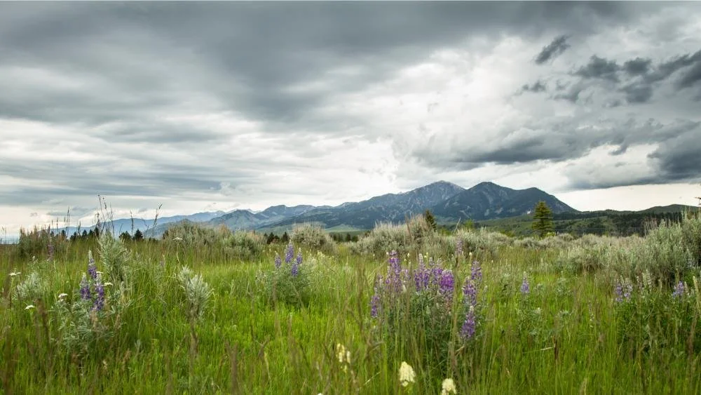 Montana Festival
