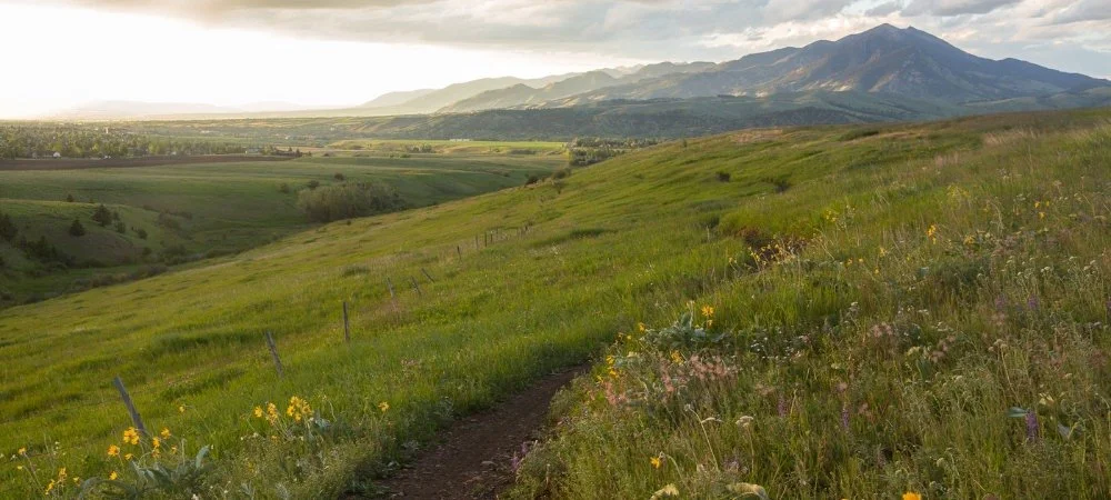 Gallaguardians: Monthly Support Makes a Lasting Impact