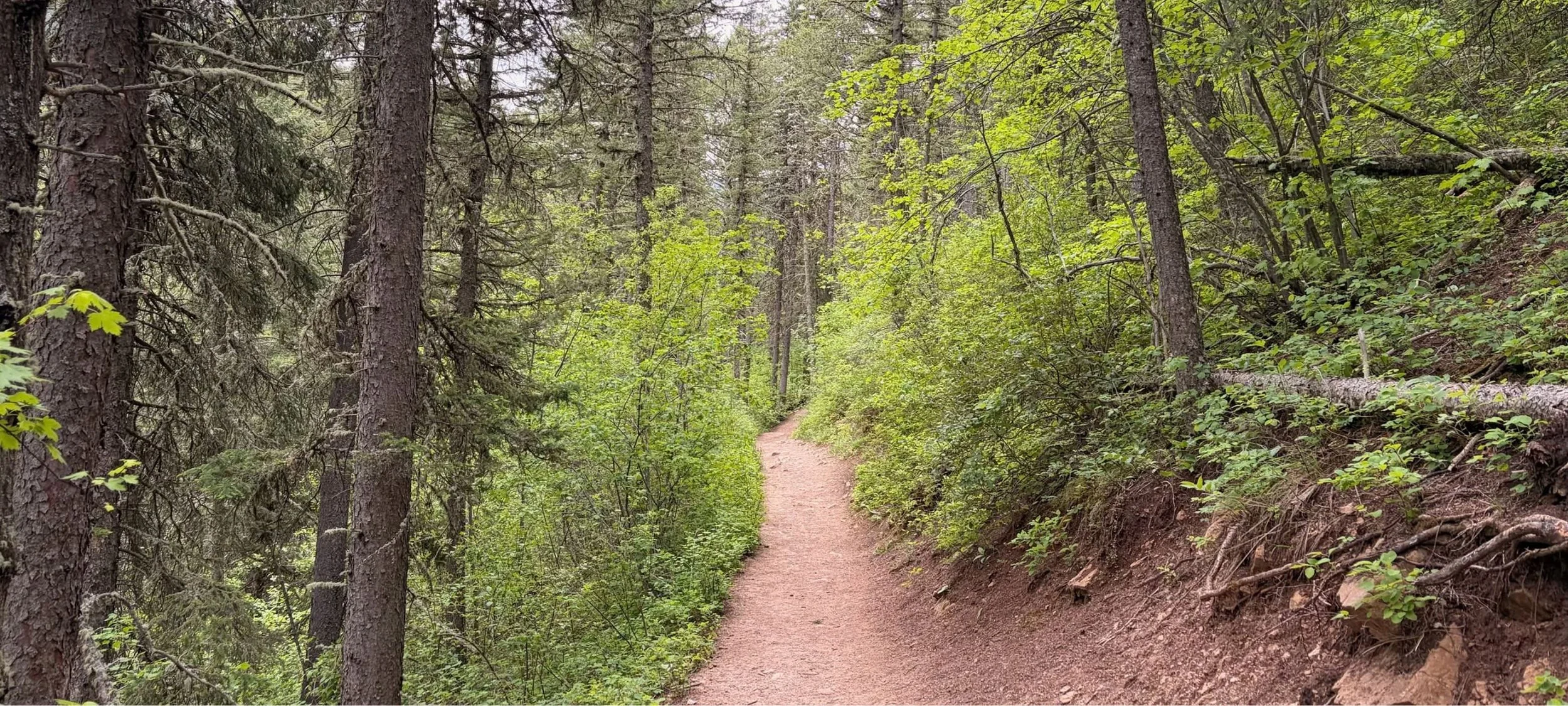 On the Trail With Dayle: A Walk for Every Reason Under the Big Sky