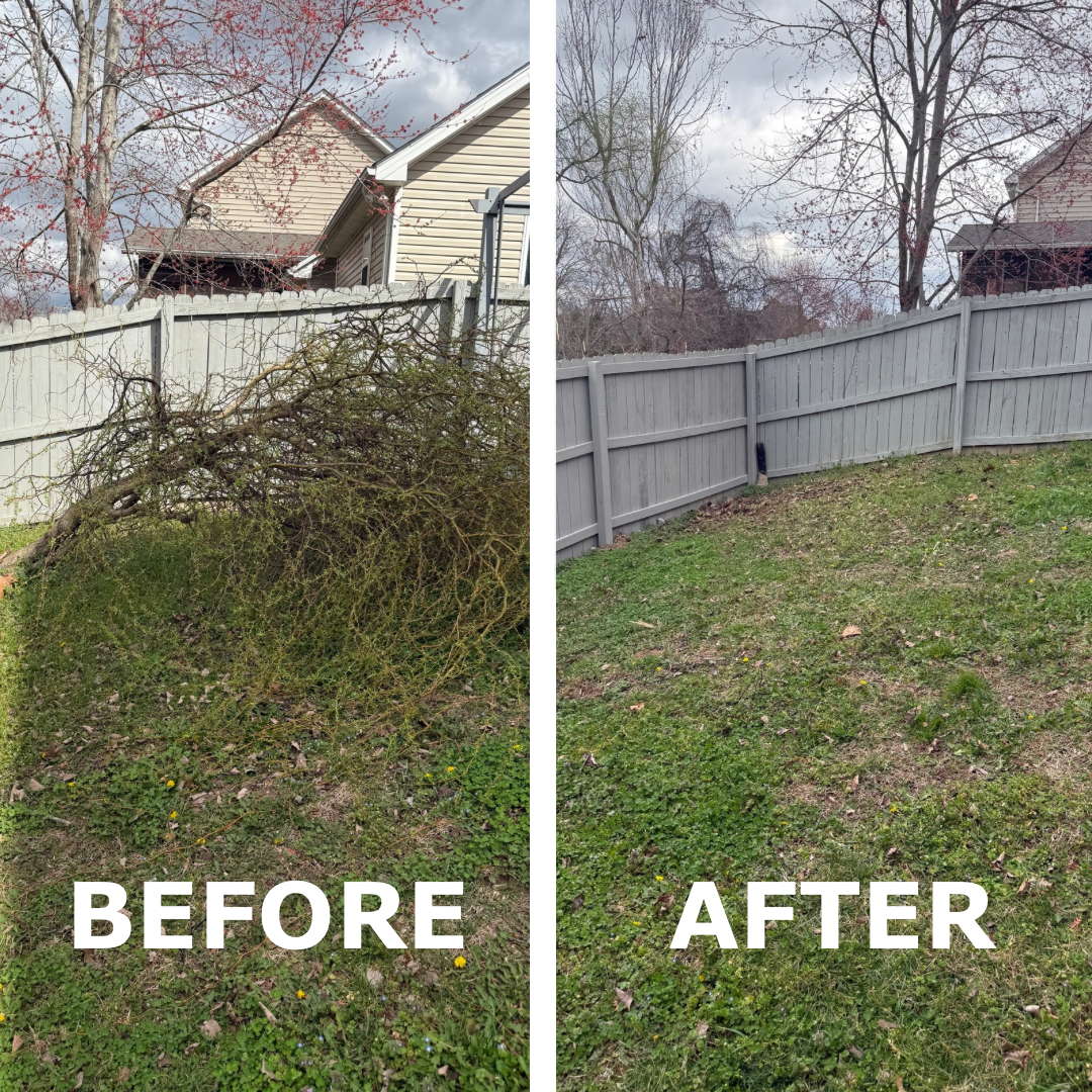 Before & After: Tree branch removal