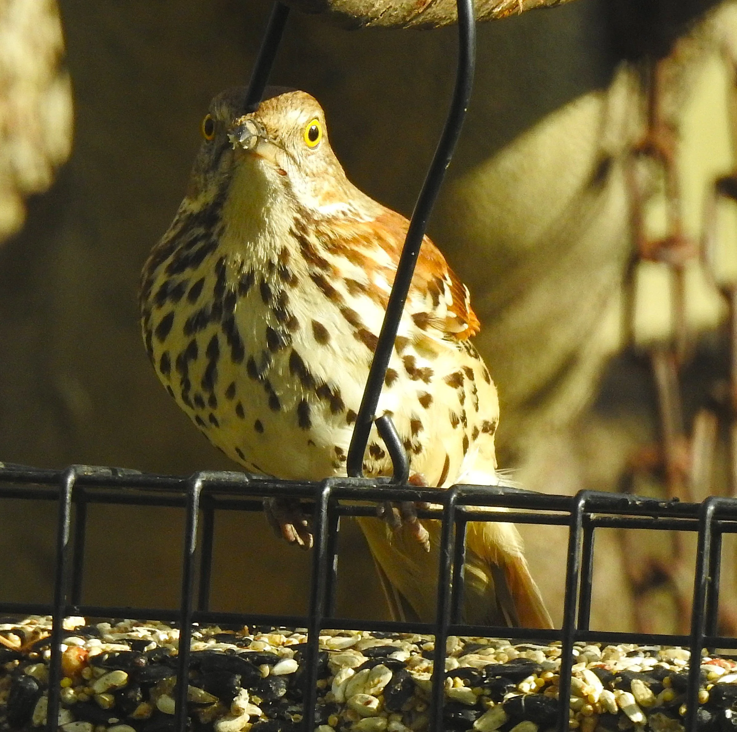 Happy Earth Day!         Don’t Let It Die!