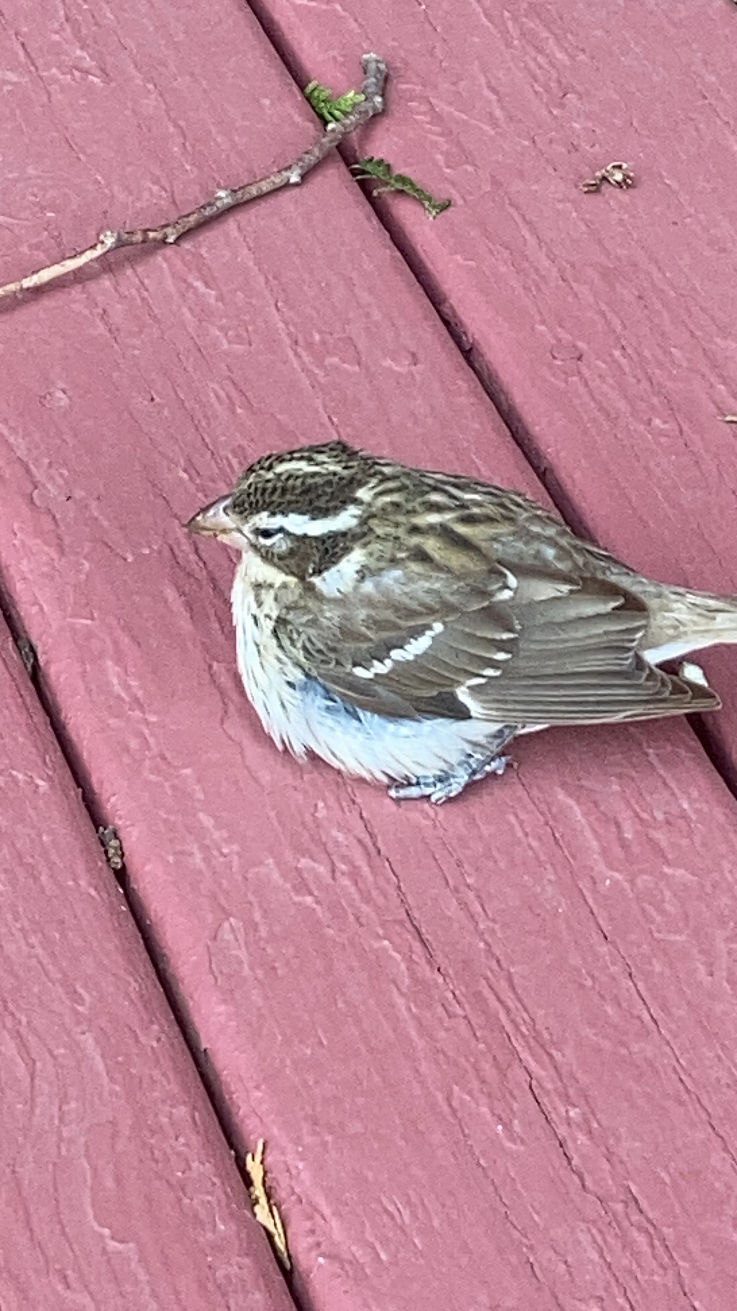 A Bird Strikes the Window