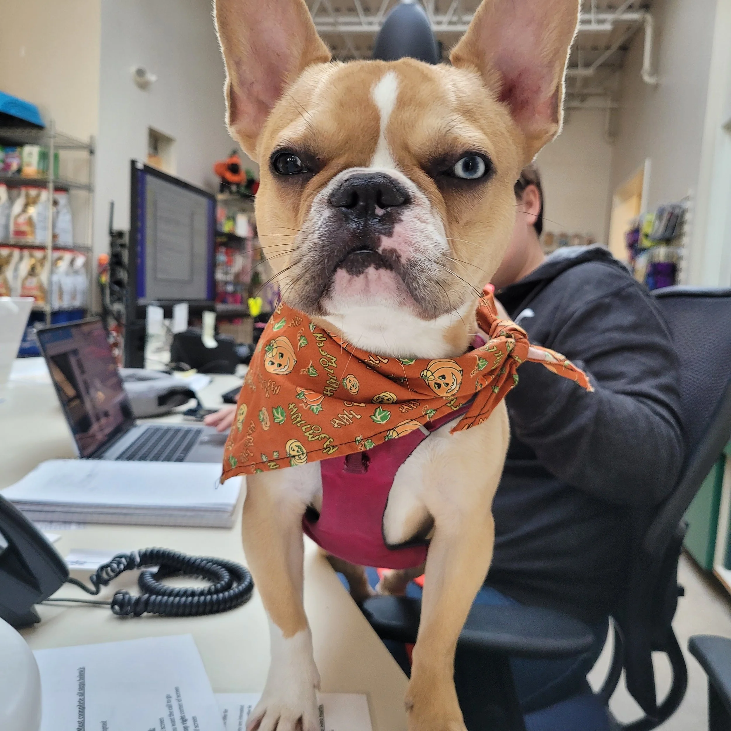 Small dog on desk