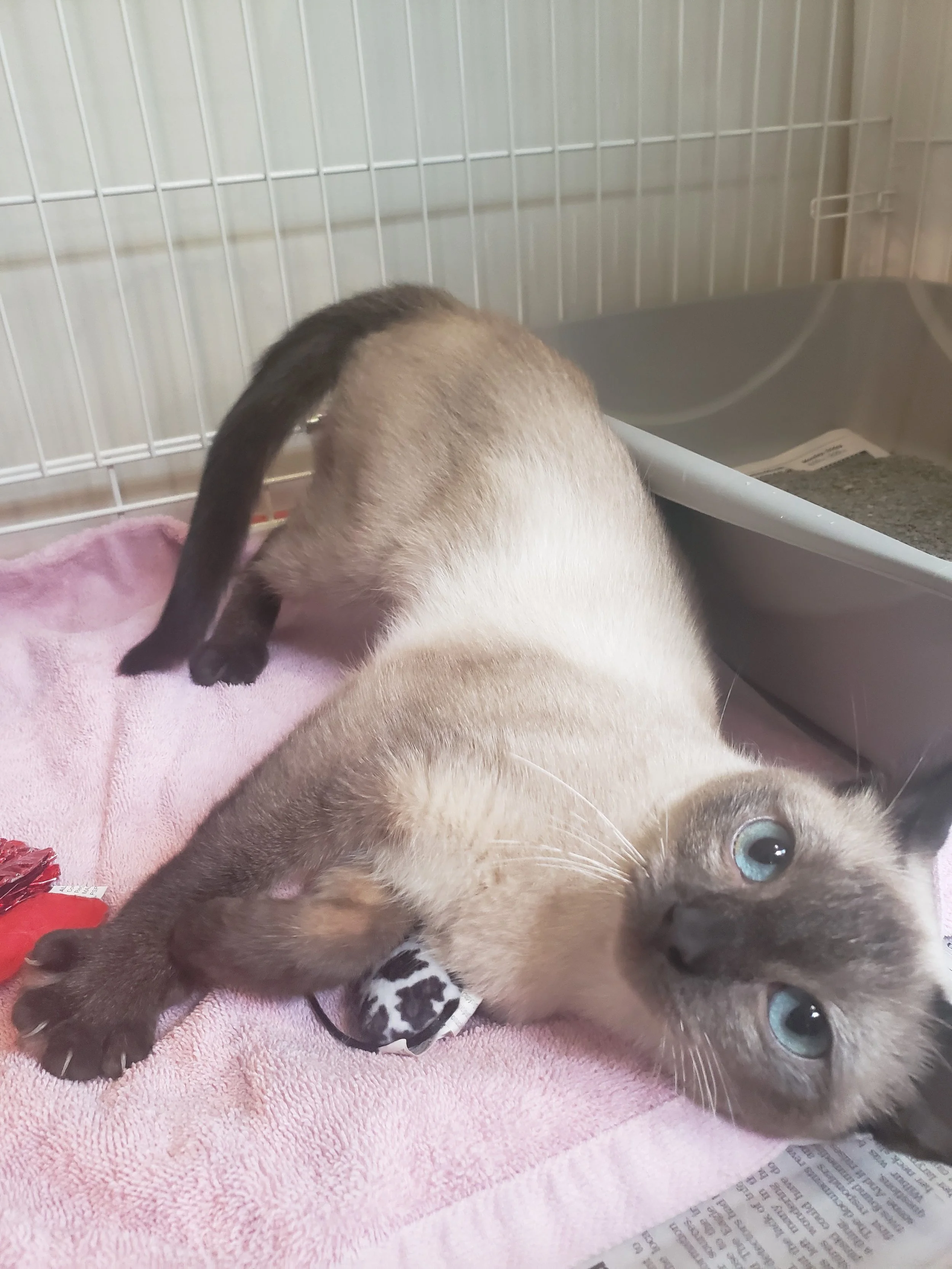 cat laying on side in kennel