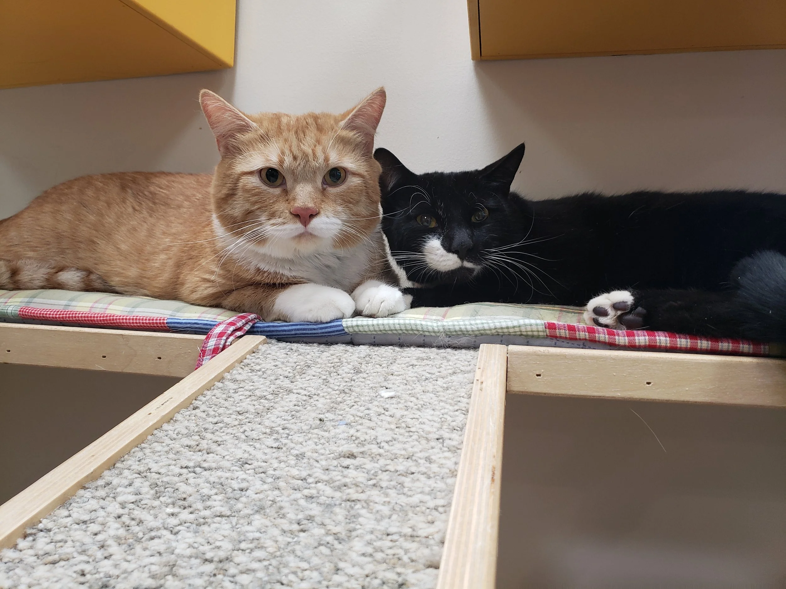 2 Cats laying on a shelf
