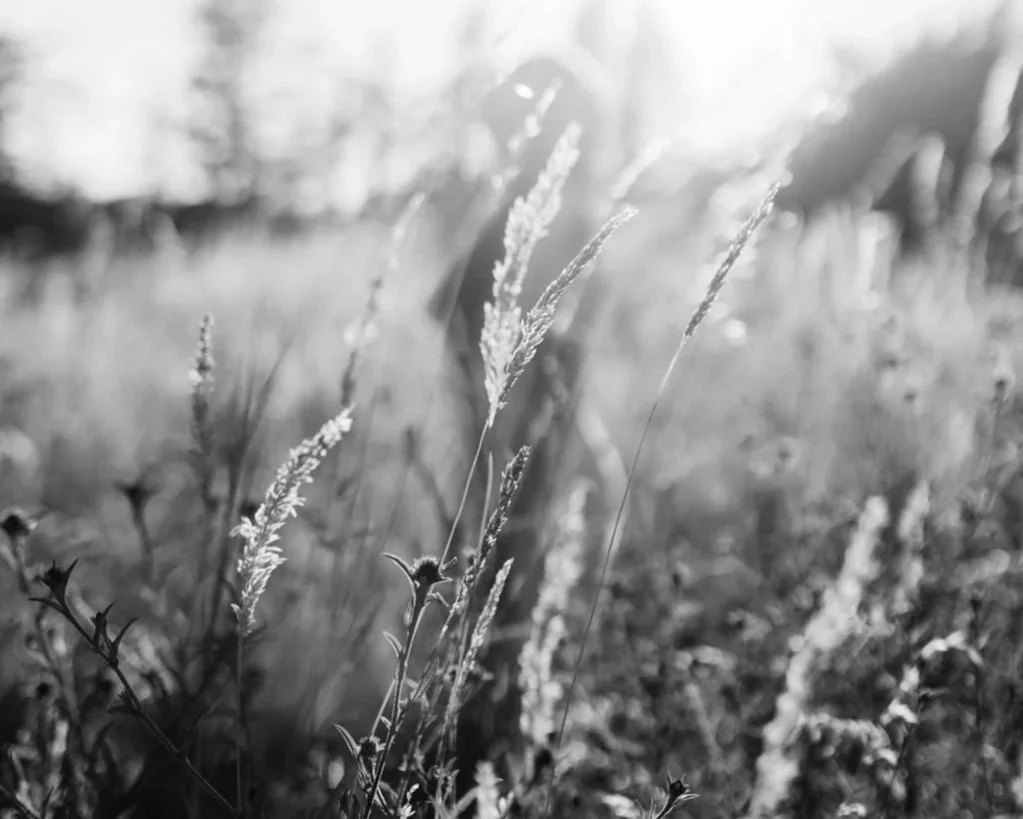 Build Sustainable Passive Income in 30 Days Through Slow Living Blogging