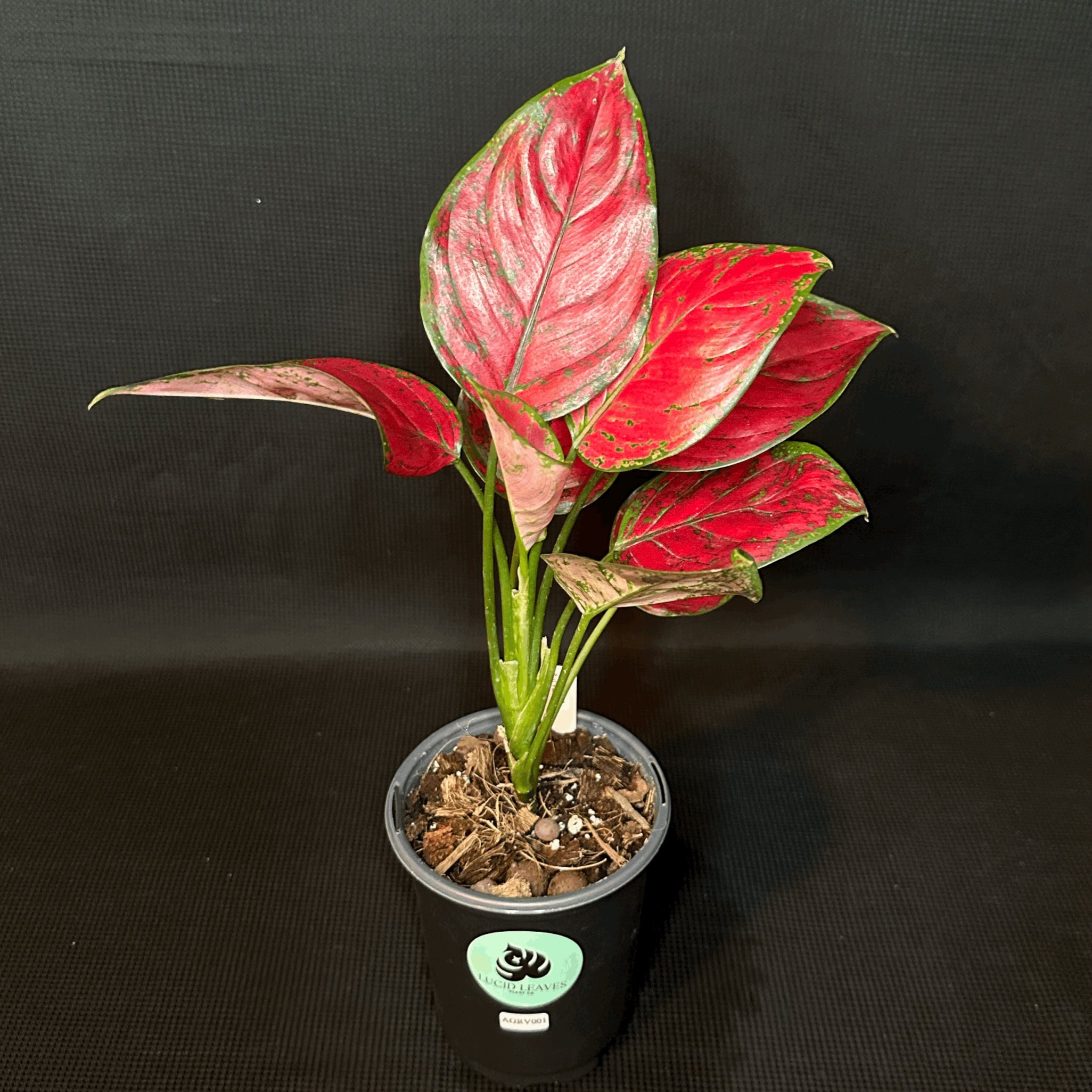 Aglaonema "Red Anjamani"