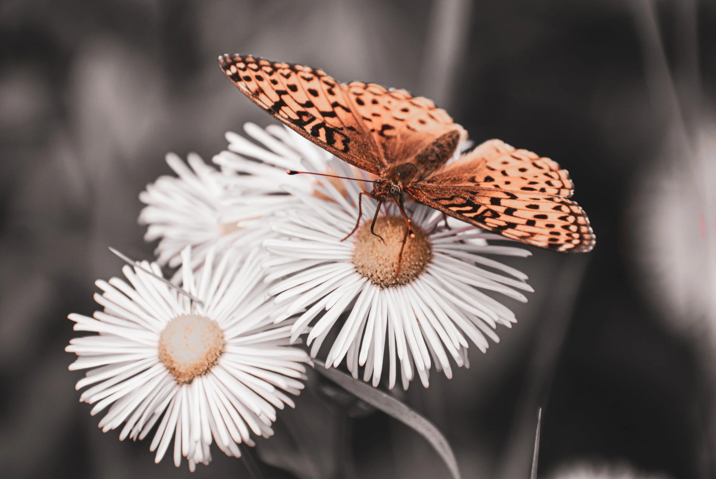 Butterfly.jpg