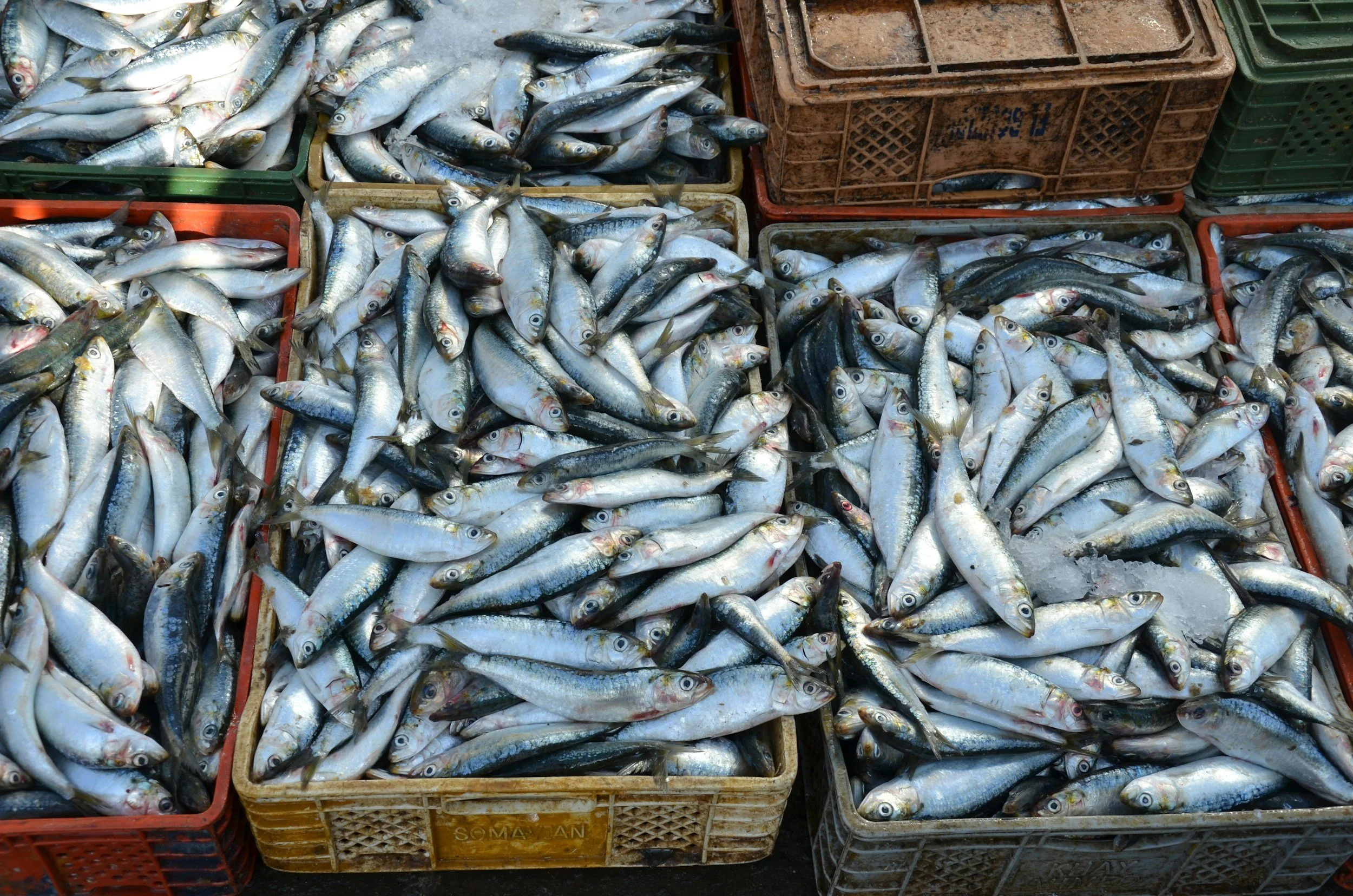 tons of fish at a fish market
