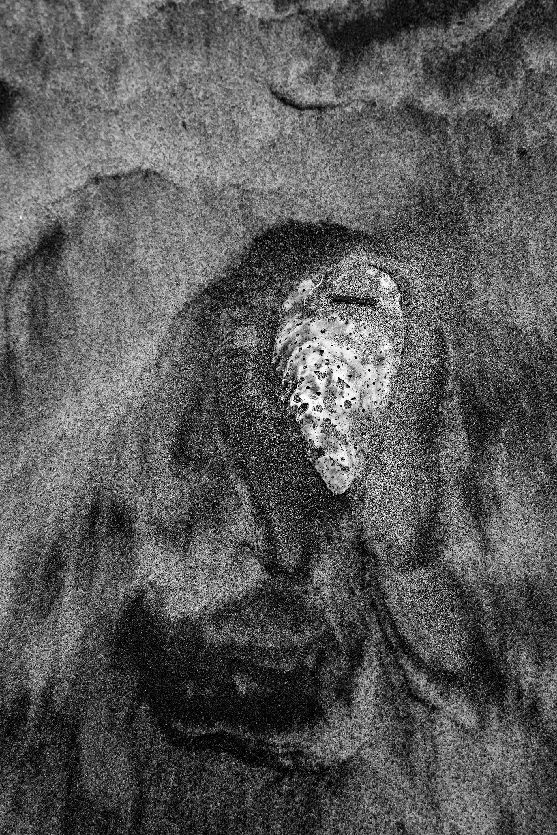 Pilgrim, no. 737