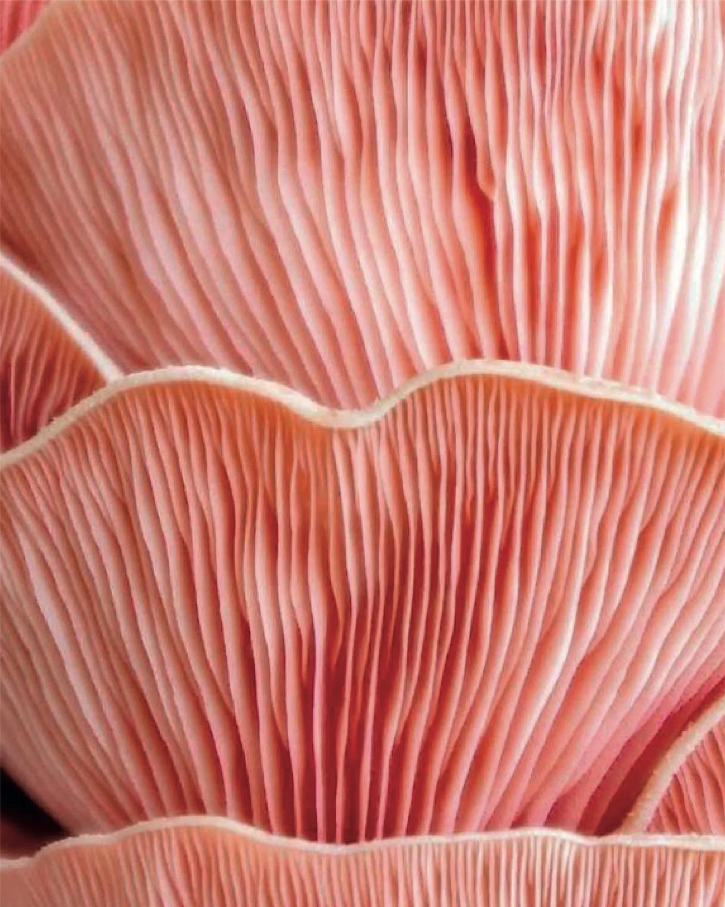 🌸 El rosa nude connecta amb la tranquil&middot;litat.
Amb sentir-te b&eacute; sense necessitar res m&eacute;s.