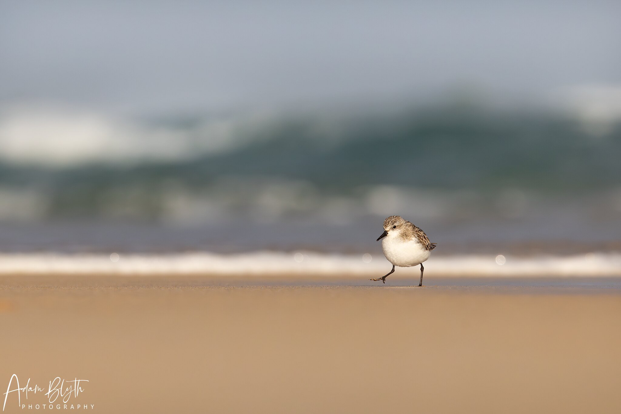 Red-necked Stint
