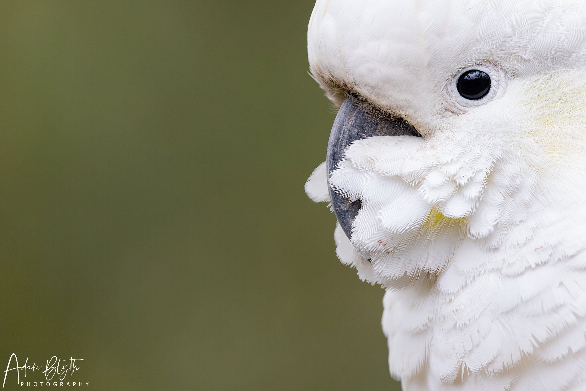 Sulphur-crested Cockatoo