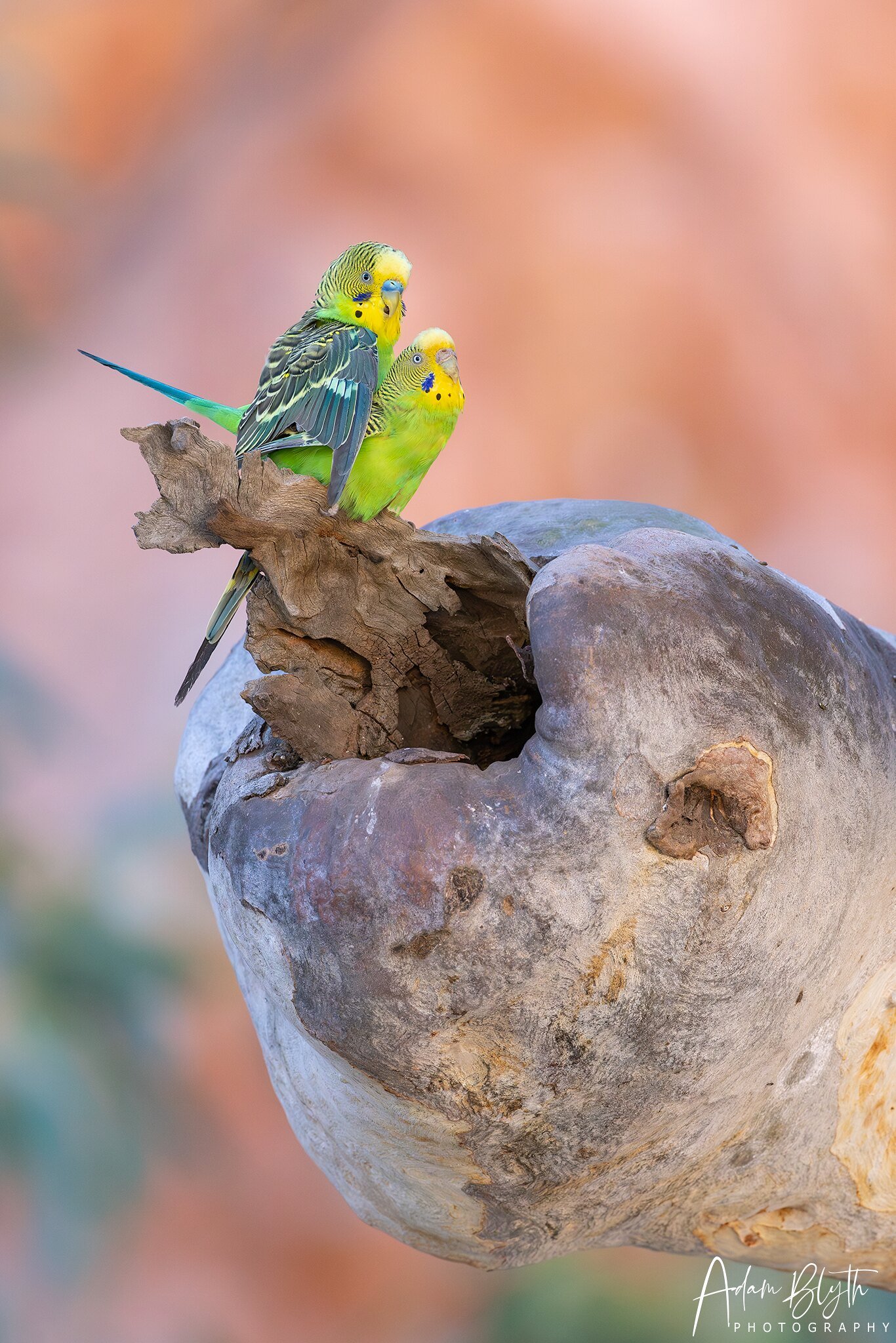 Budgerigar