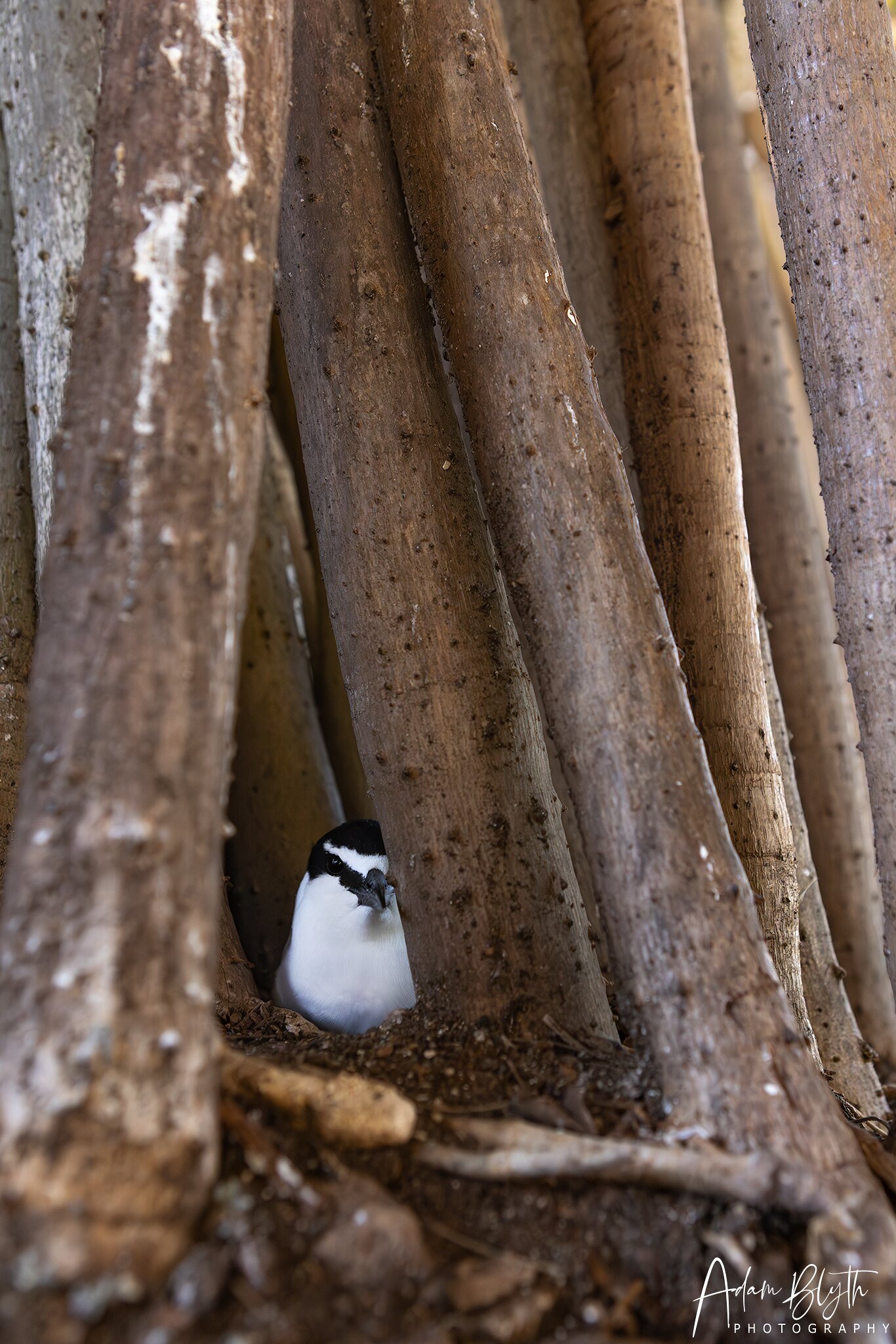 Bridled Tern