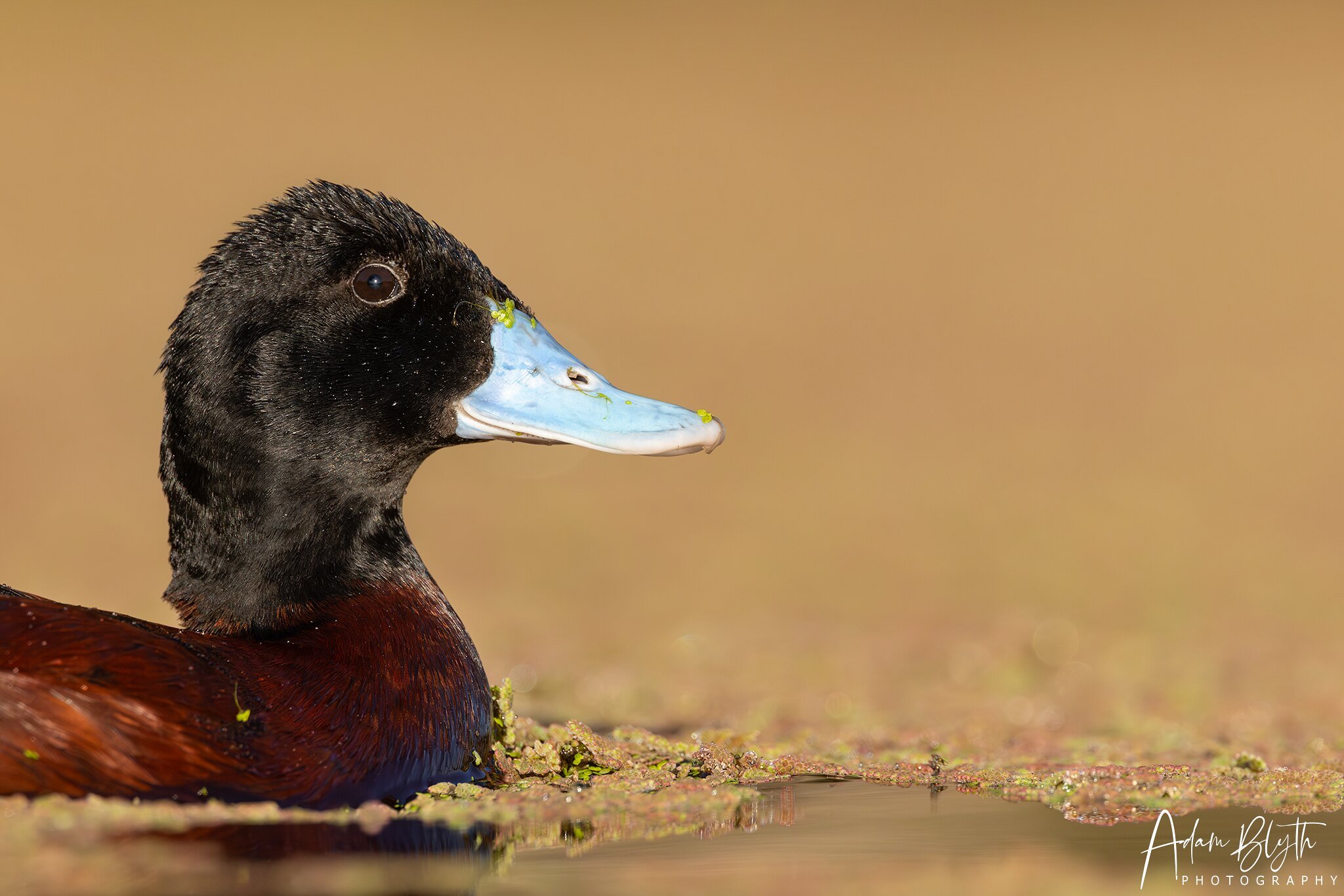 Blue-billed Duck