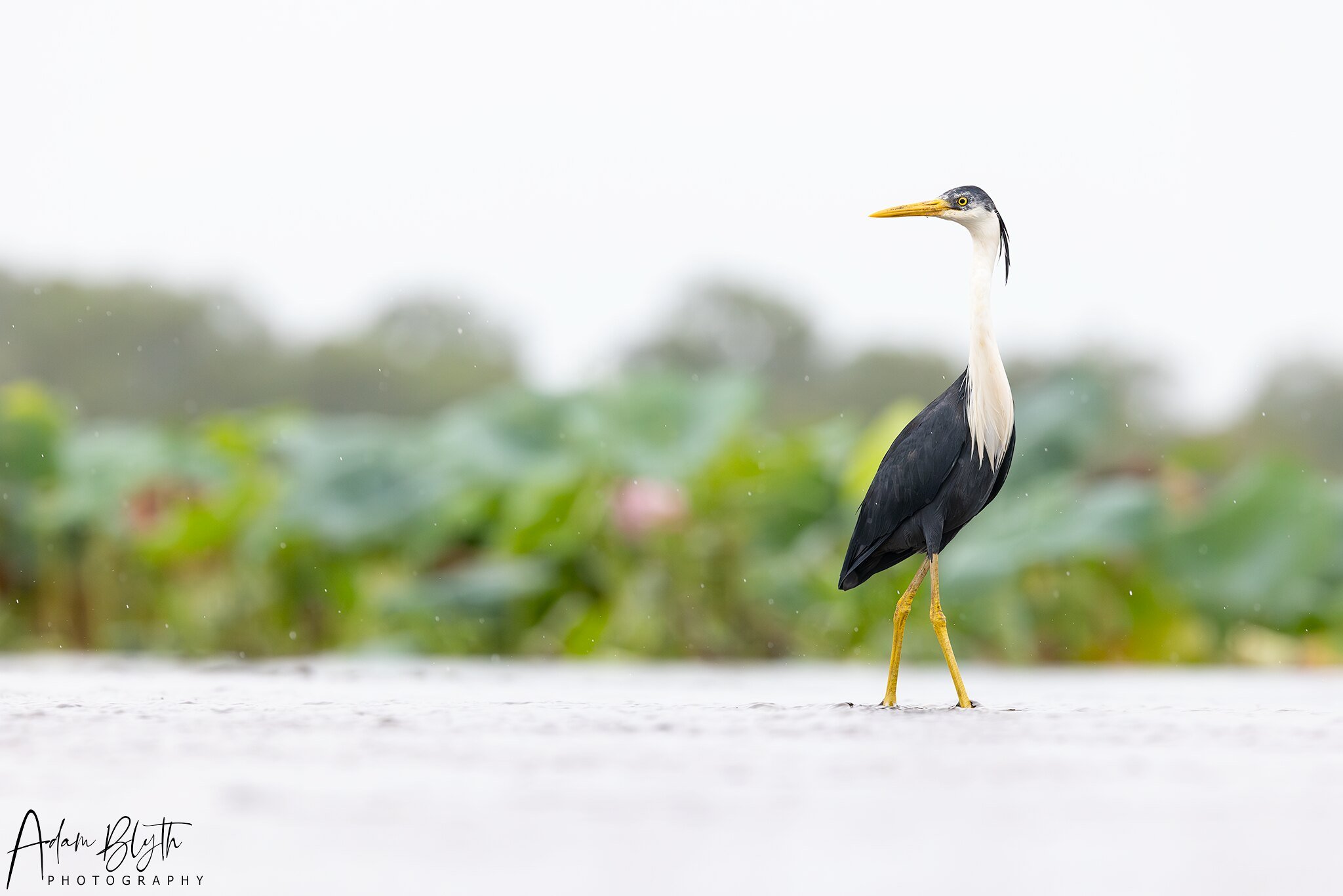 Pied Heron