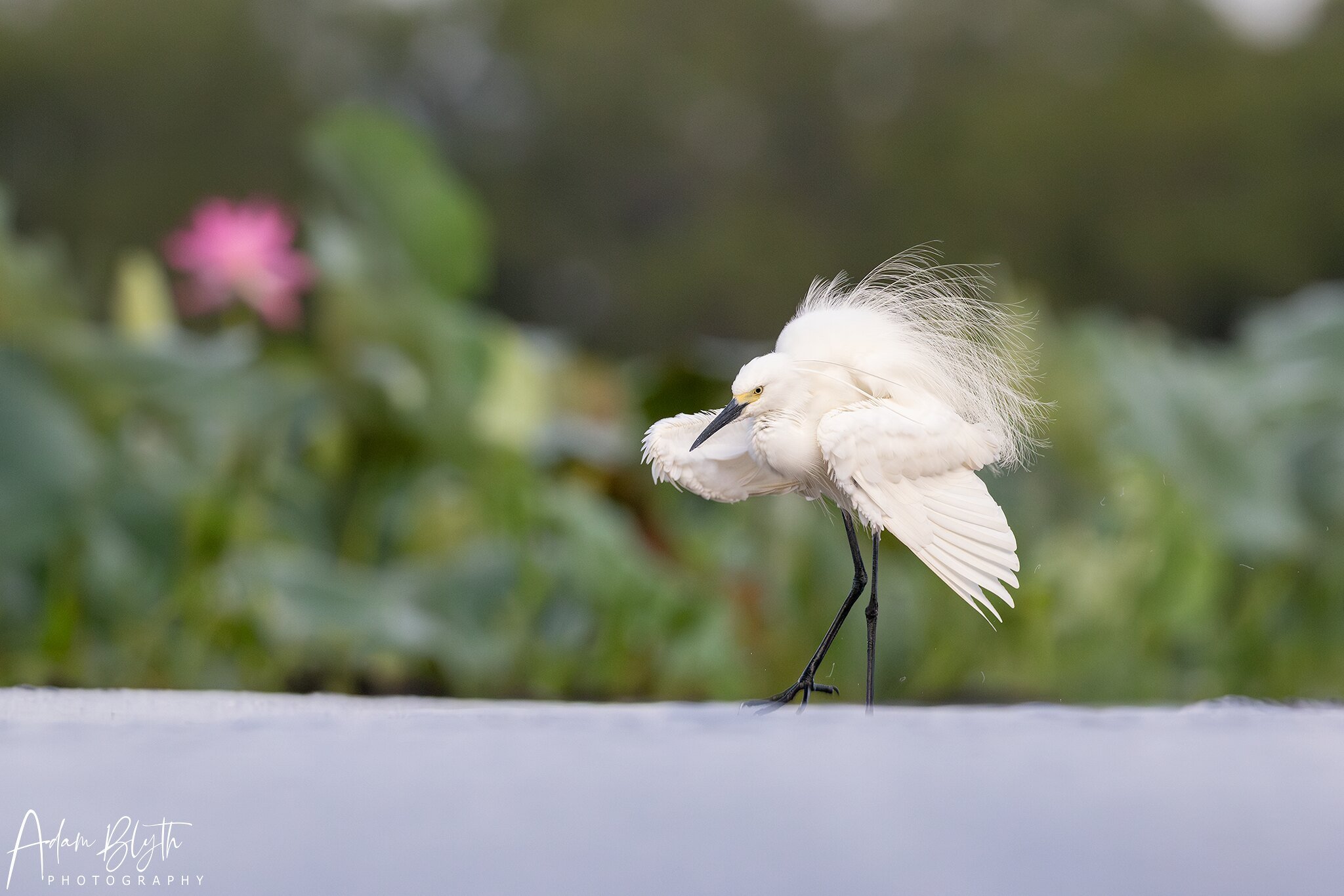 Little Egret
