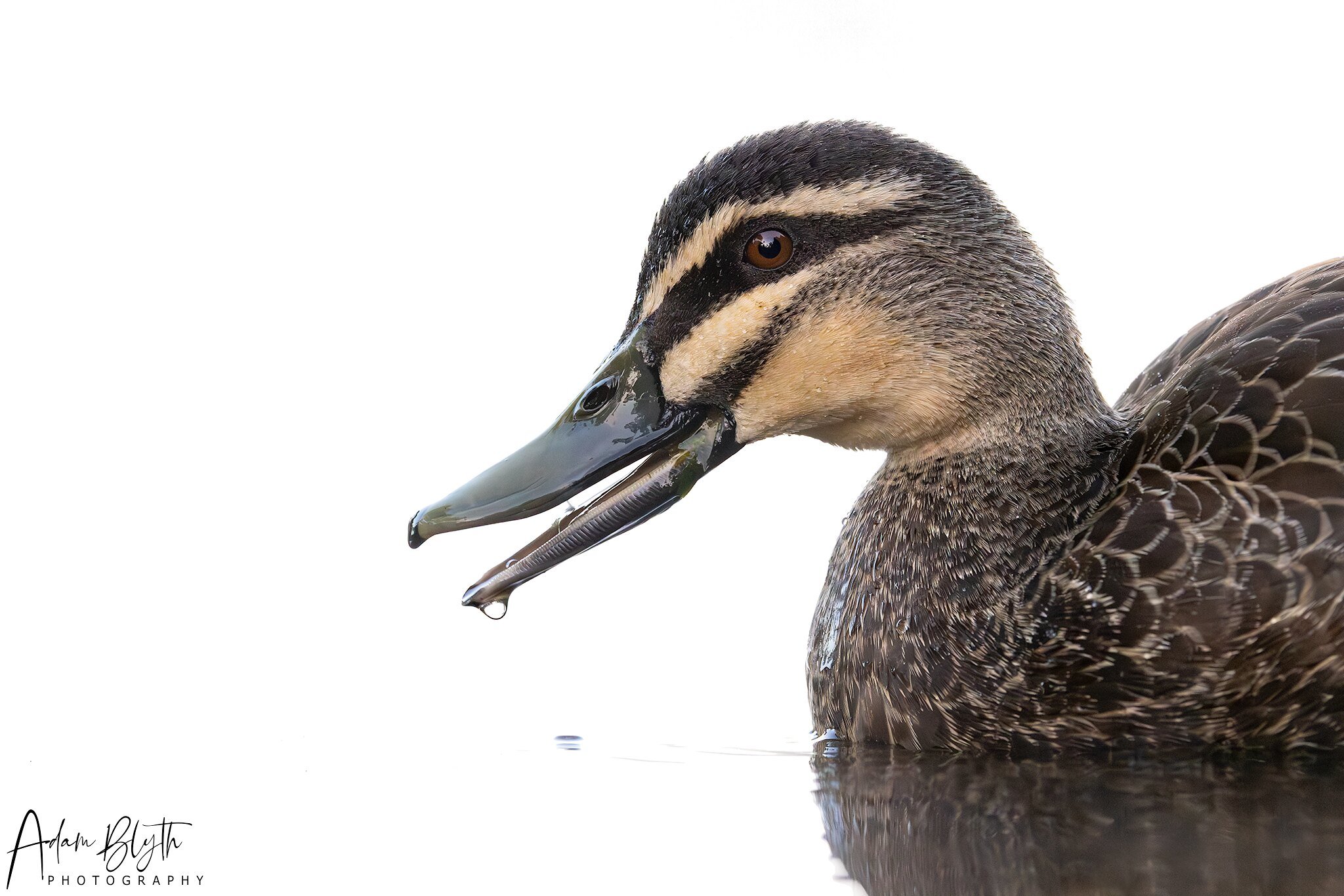 Pacific Black Duck