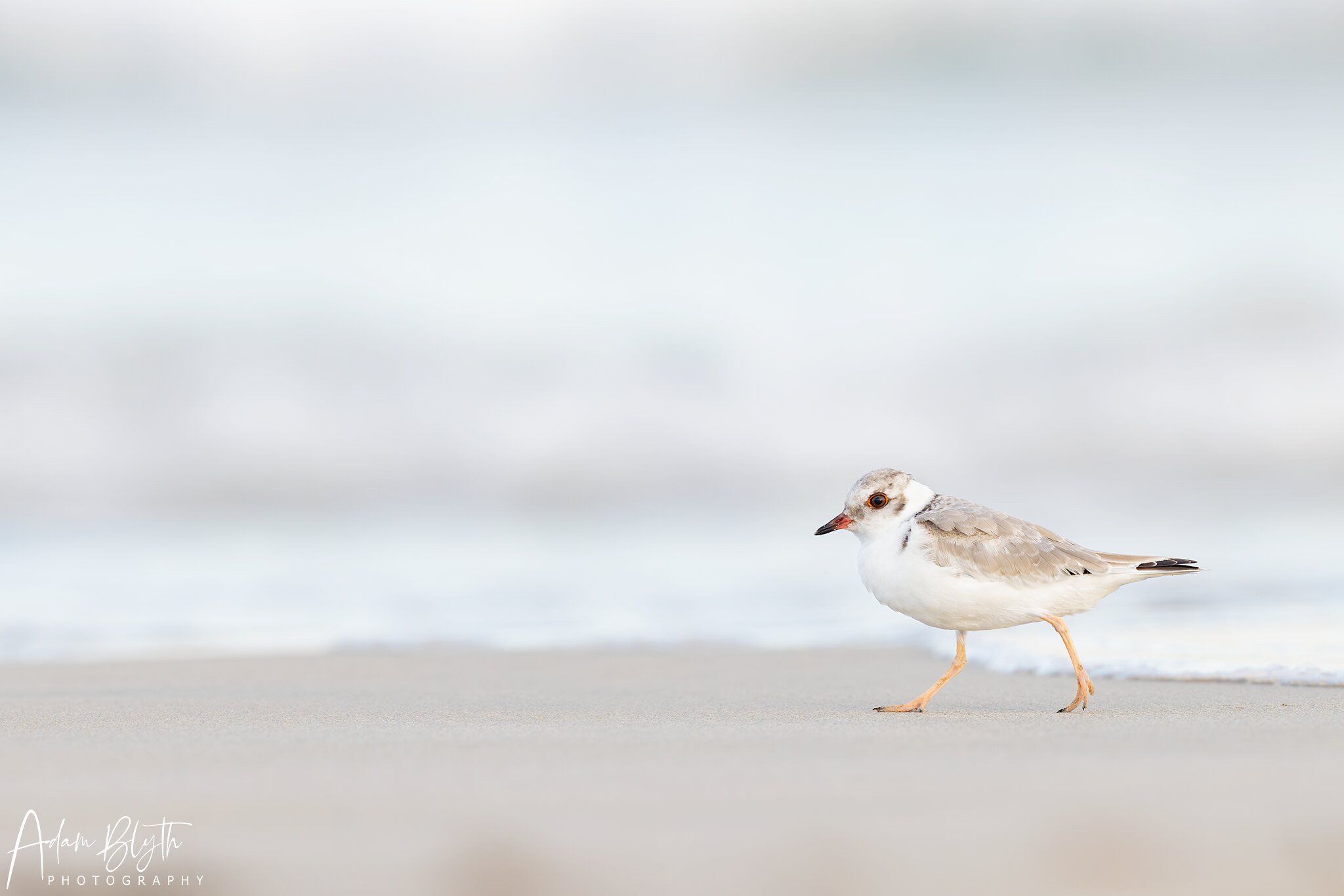 Hooded Plover