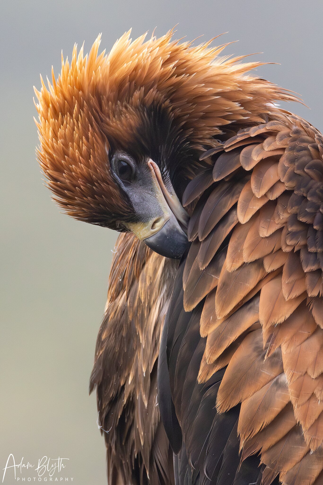 Wedge-tailed Eagle