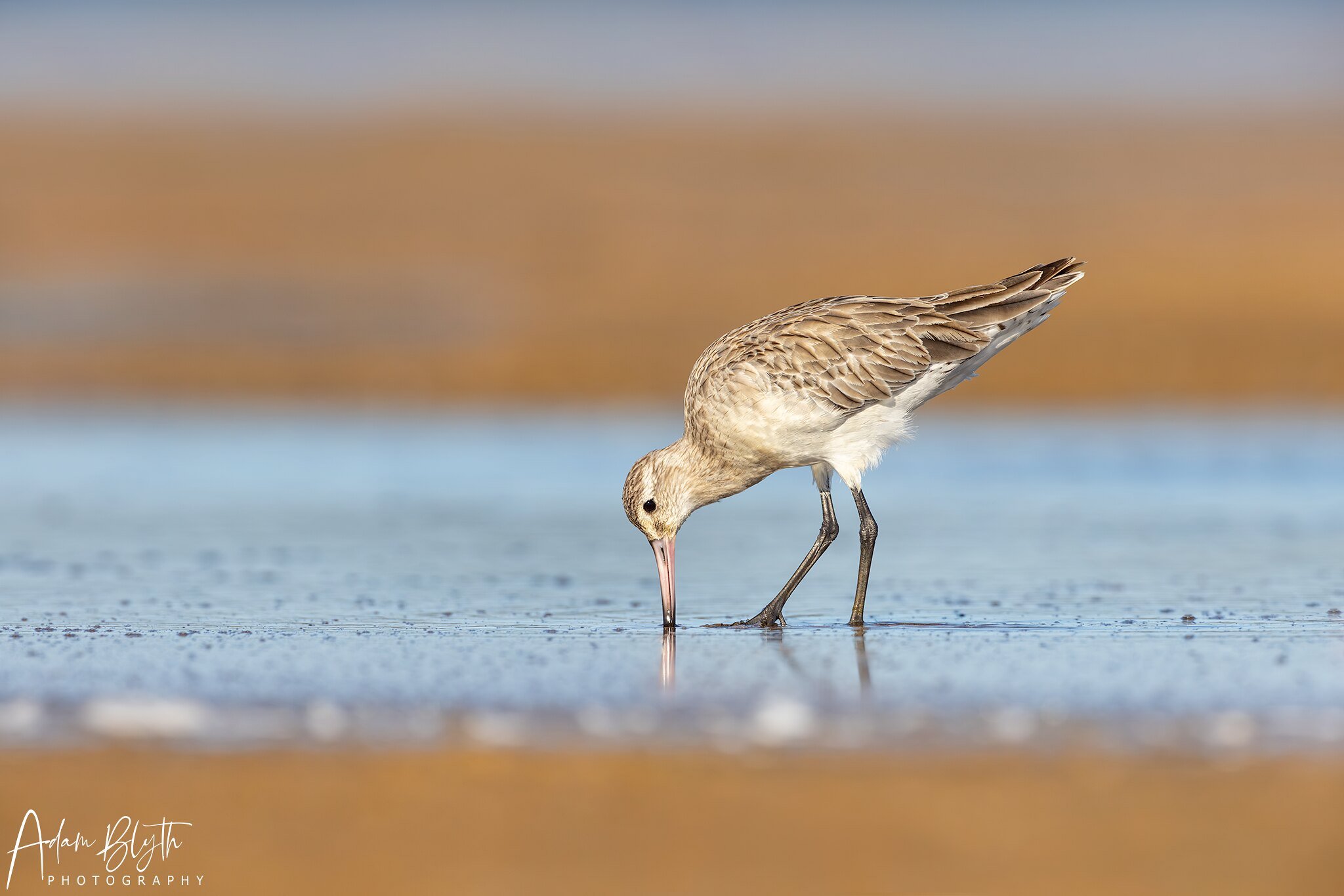Bar-tailed Godwit