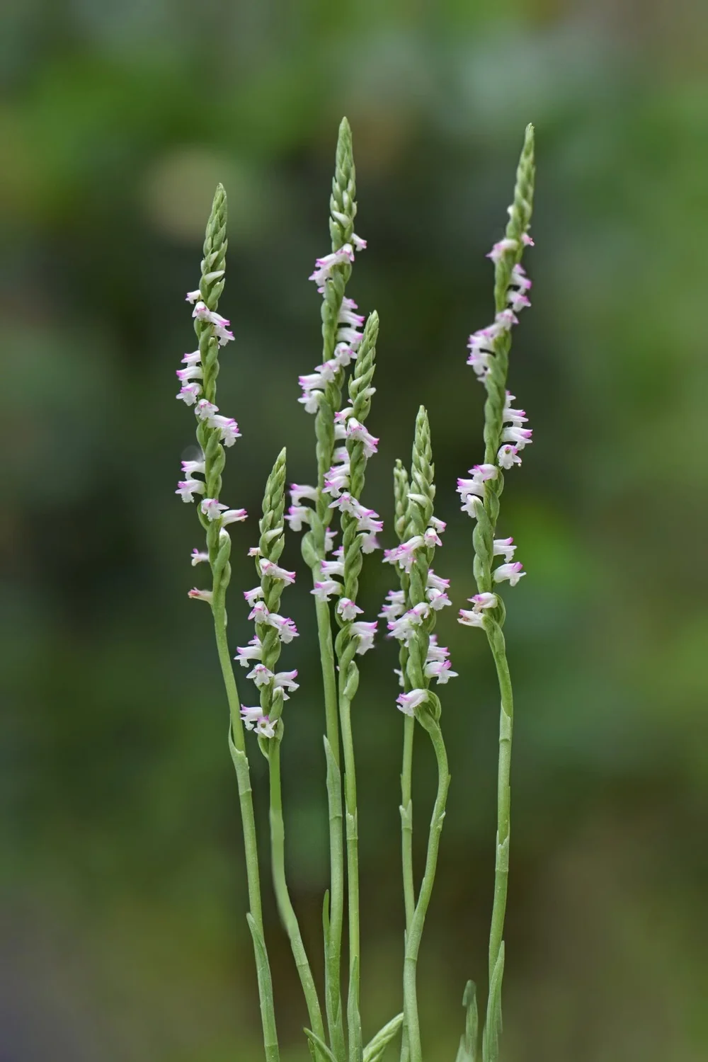 綬草— 台南市巴克禮紀念公園— 台南市巴克禮紀念公園