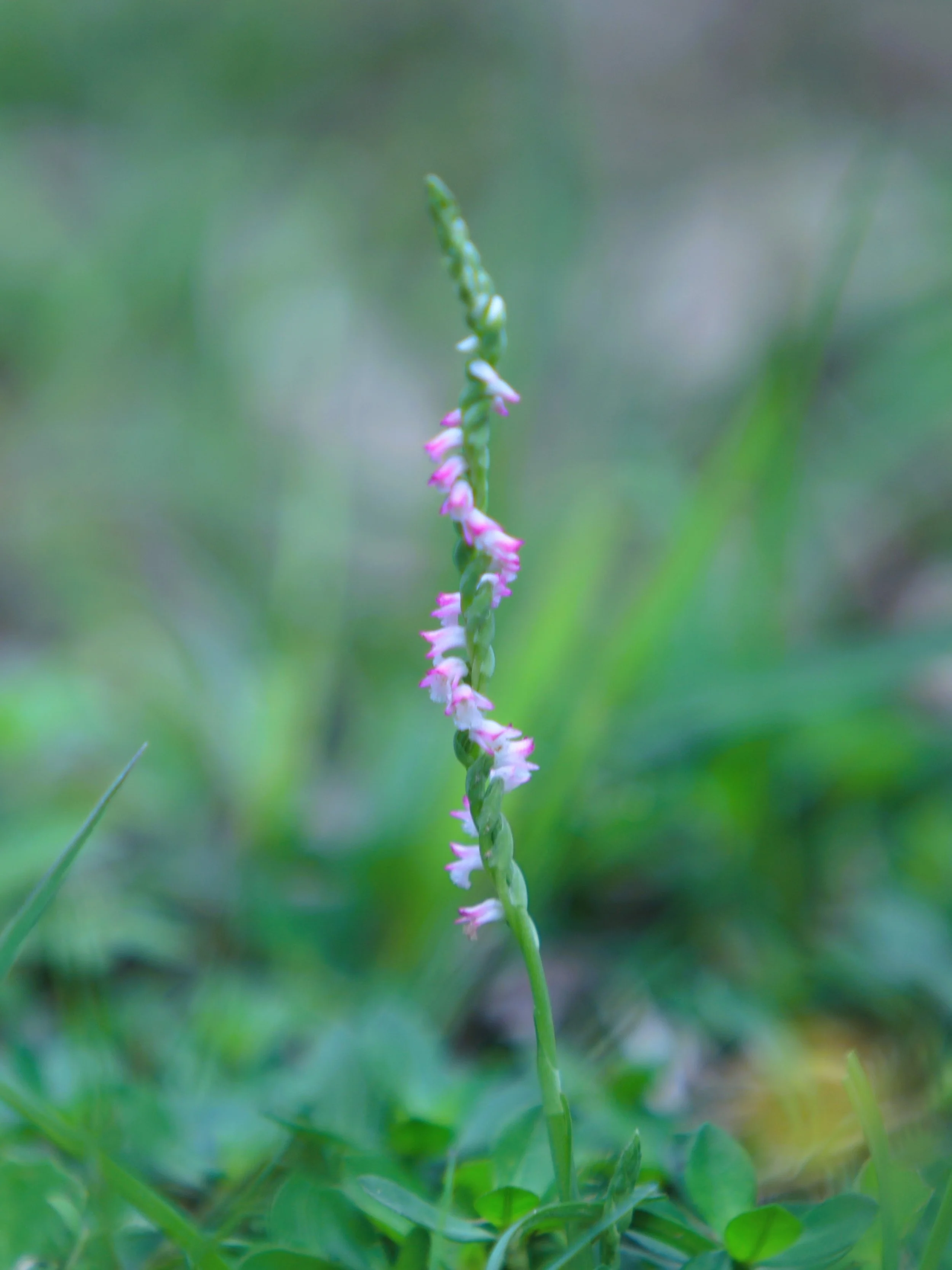 綬草— 台南市巴克禮紀念公園— 台南市巴克禮紀念公園