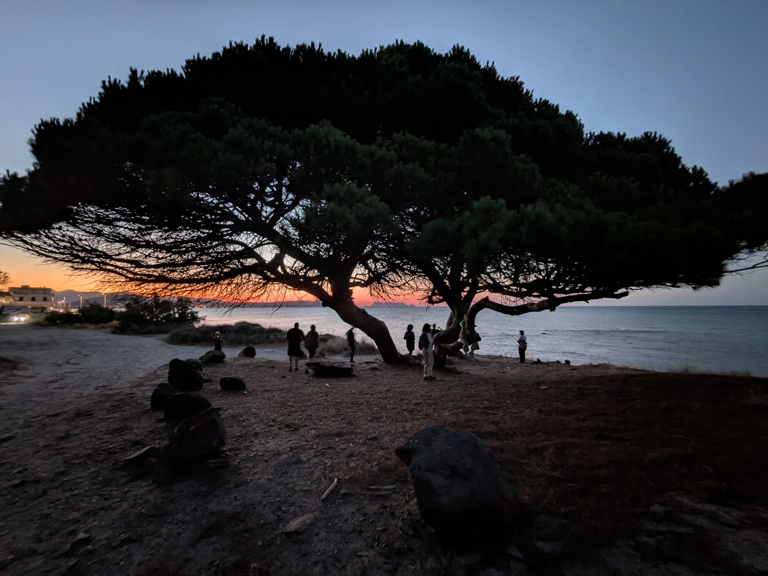 Fragrant pine groves in Santa Lucia fisherman town Sardinia