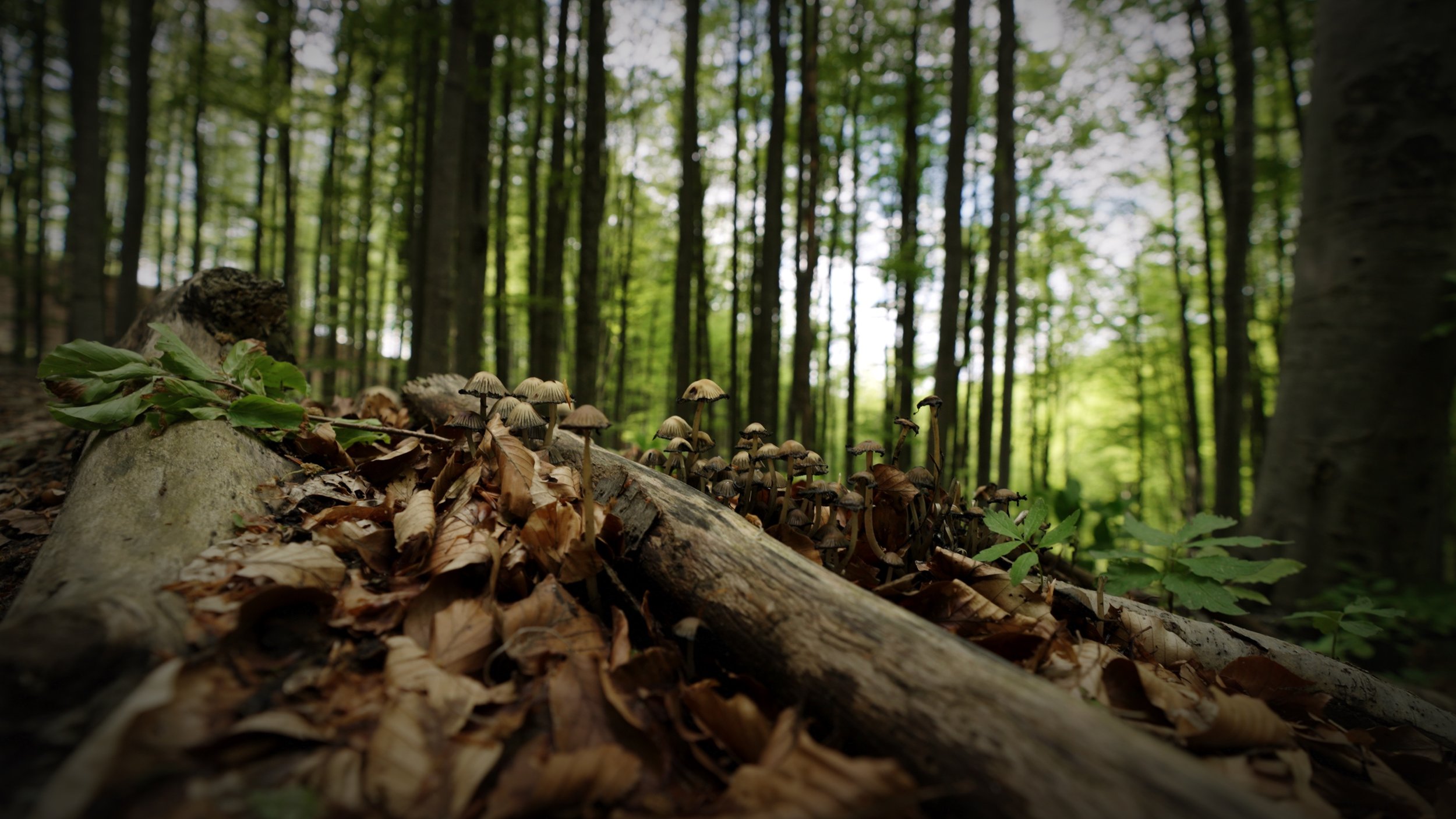 A close-up of mushrooms growing on a fallen log in a lush green forest with tall trees in the background.