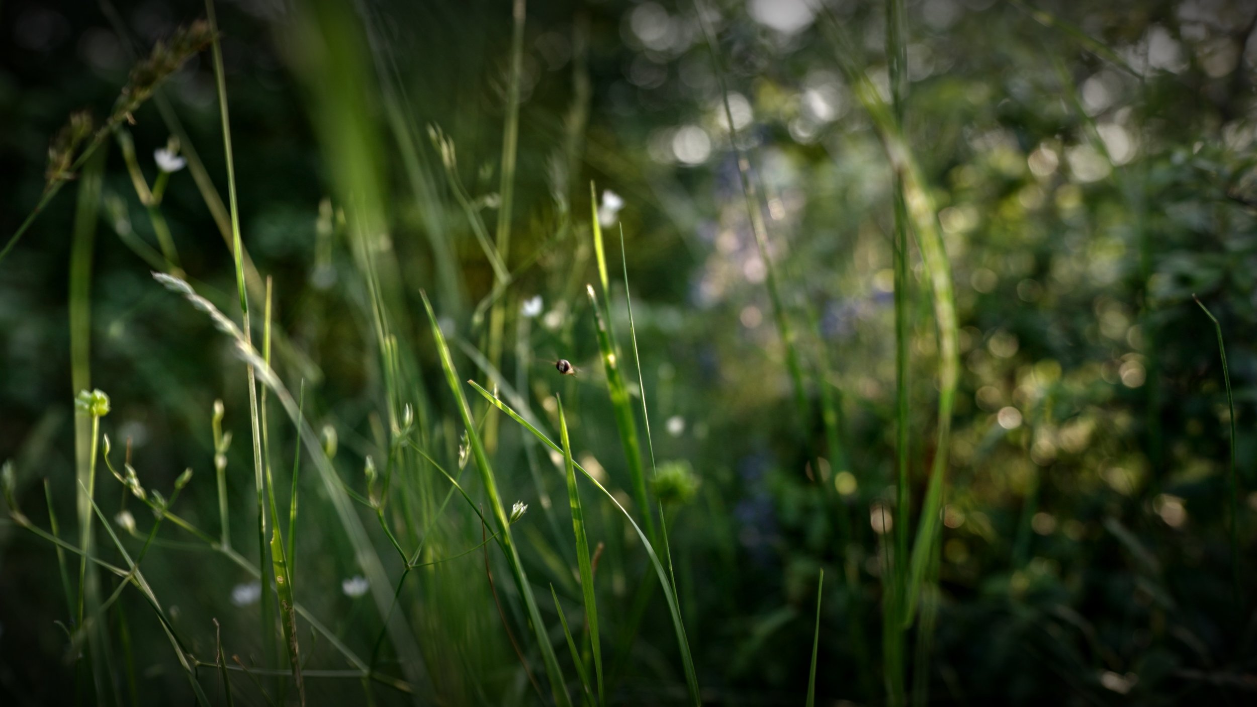 Close-up of tall green grass and wildflowers in a natural outdoor setting with sunlight filtering through.