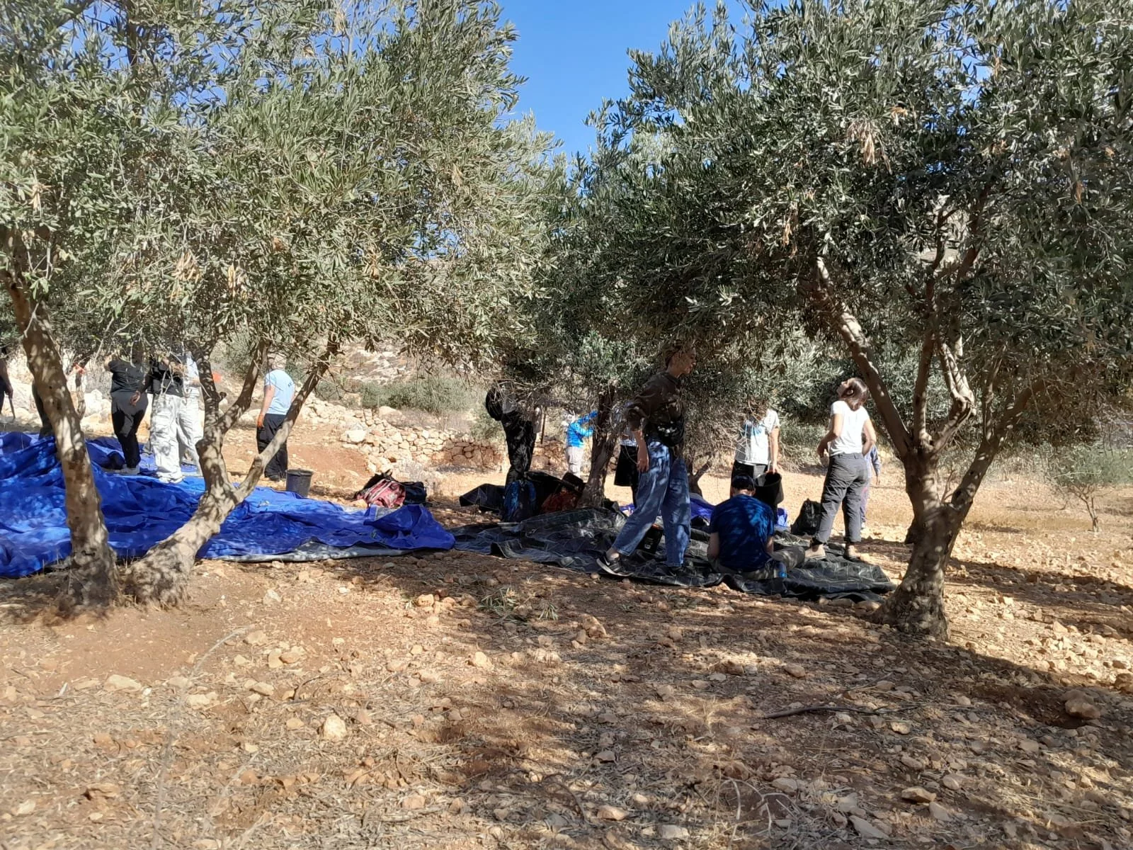American Activists Detained in West Bank During Olive Harvest — ROPES ...