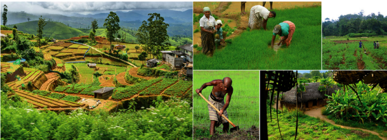 Food Growing/harvesting