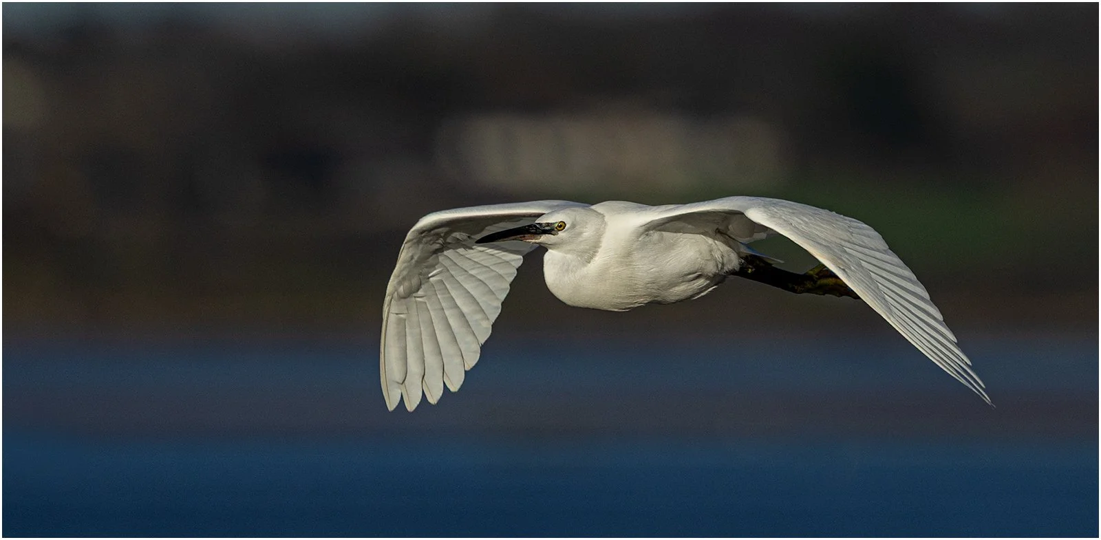 Egret by Mike Porter (16)