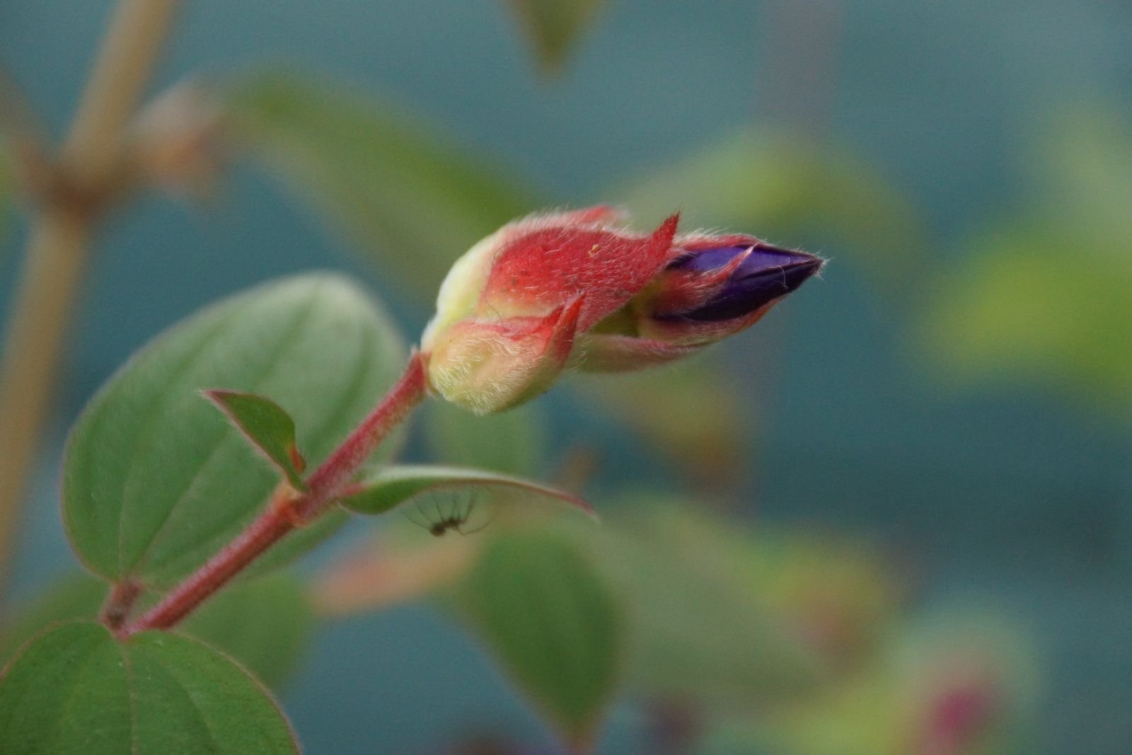 Velvet Bud_Sam Miller.JPG