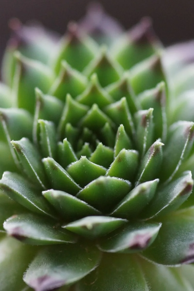 Spiky Spiral by Martin Miller (10)