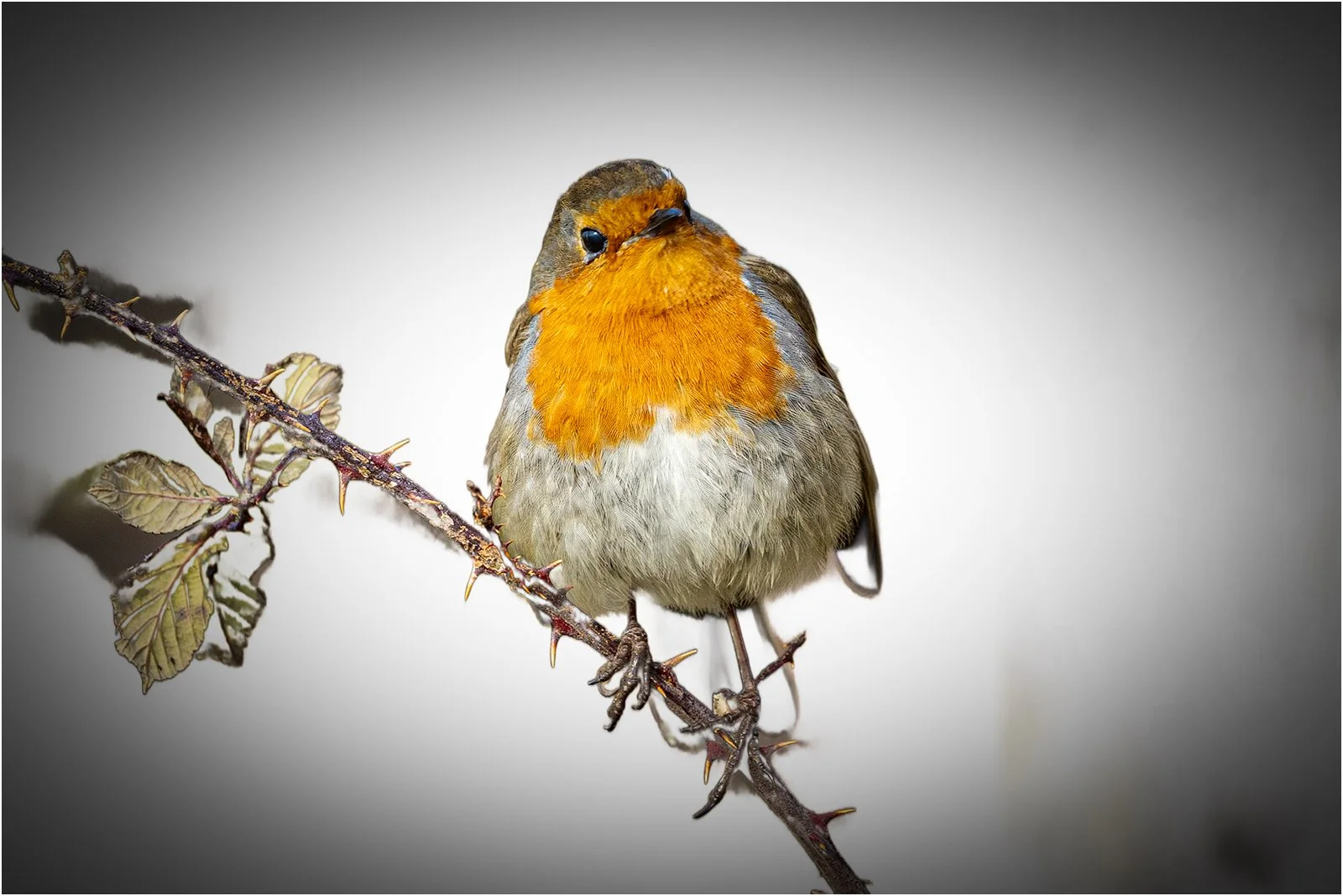 Robin Study by Mike Porter (13)