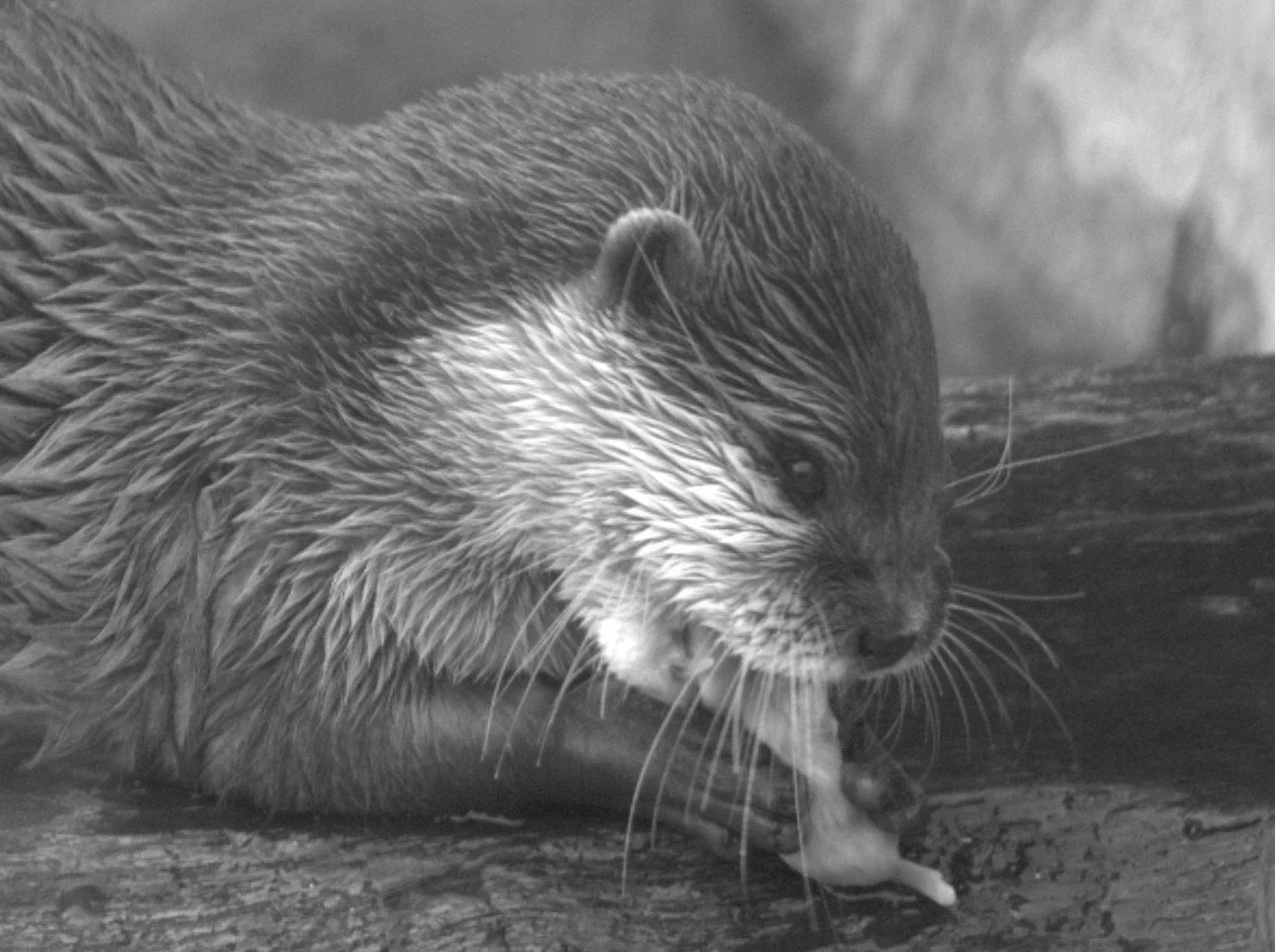 Tasty Morsel by Emma Wyer (12)