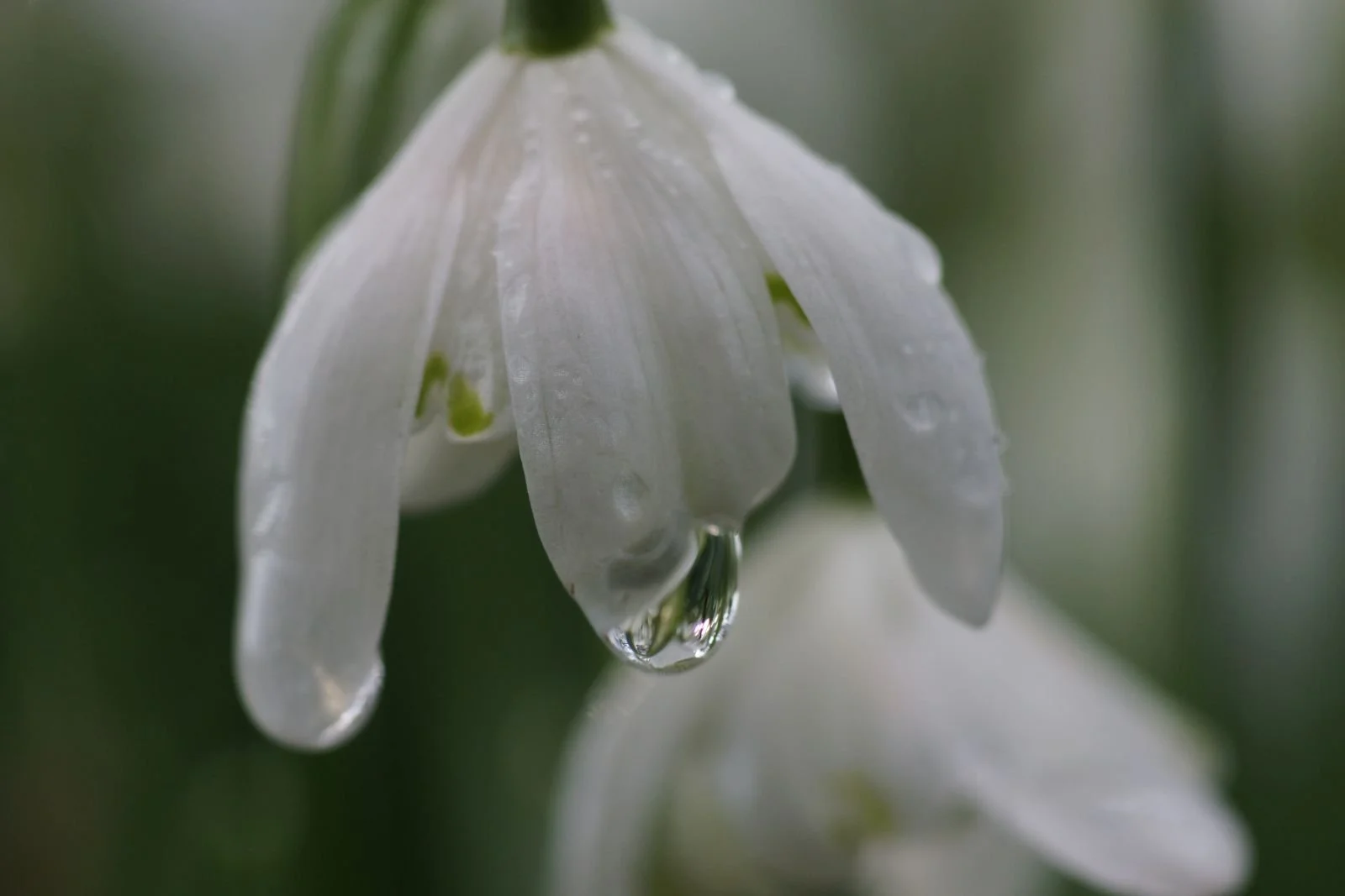 Snow 'Drop'_Martin Miller.JPG